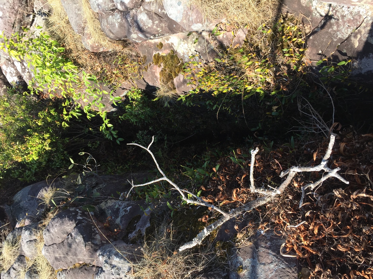 รูปถ่าย ไทย(Thailand) อุทยานแห่งชาติภูหินร่องกล้า(Phu Hin Rong Kla National Park) 2014-12 99