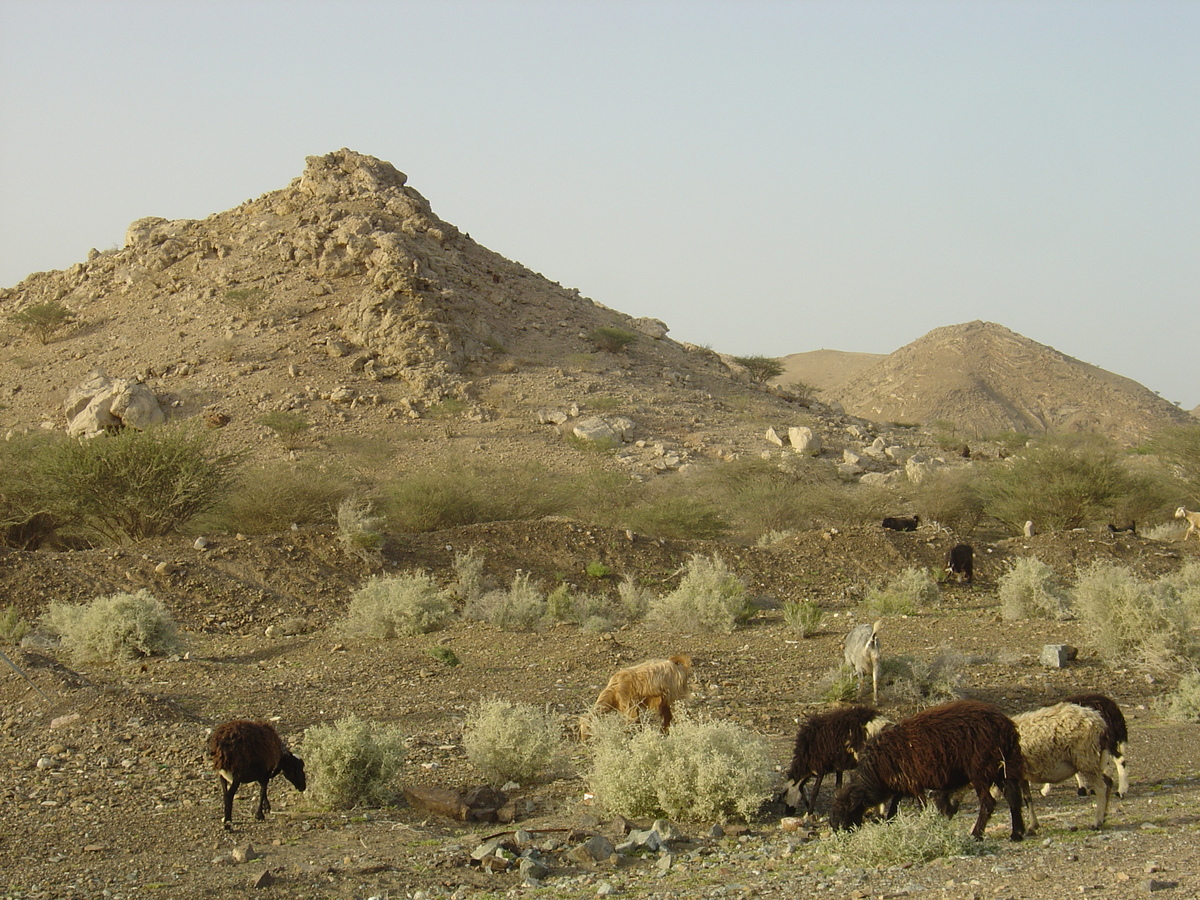 รูปถ่าย โอมาน(Oman) จากบูไมิไปถนนมาฮาดา(Buraimi to Mahada road) 2005-03 11