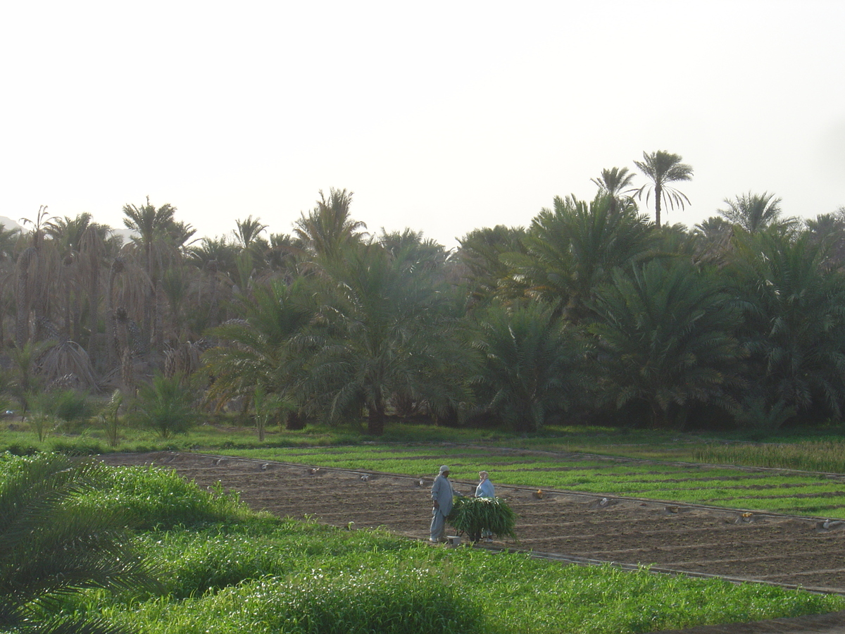 รูปถ่าย โอมาน(Oman) มาฮาดา(Mahada) 2005-03 3