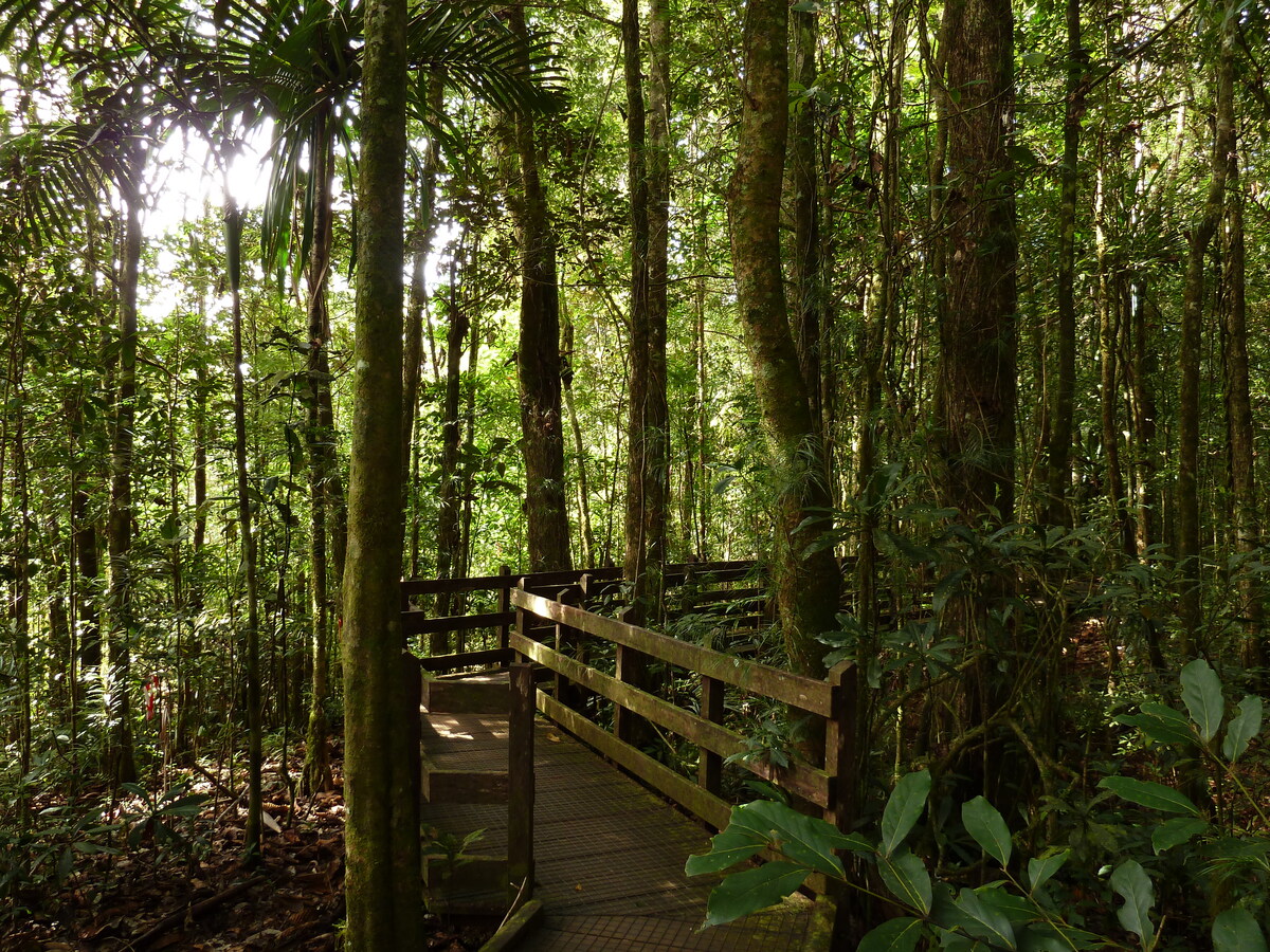 รูปถ่าย นิวแคลิโดเนีย(New Caledonia) อุทยานริเวียร์เบลอ(Parc de la Riviere Bleue) โรงแรมเลอกร็องกาโอรี(Le Grand Kaori) 2010-05 50