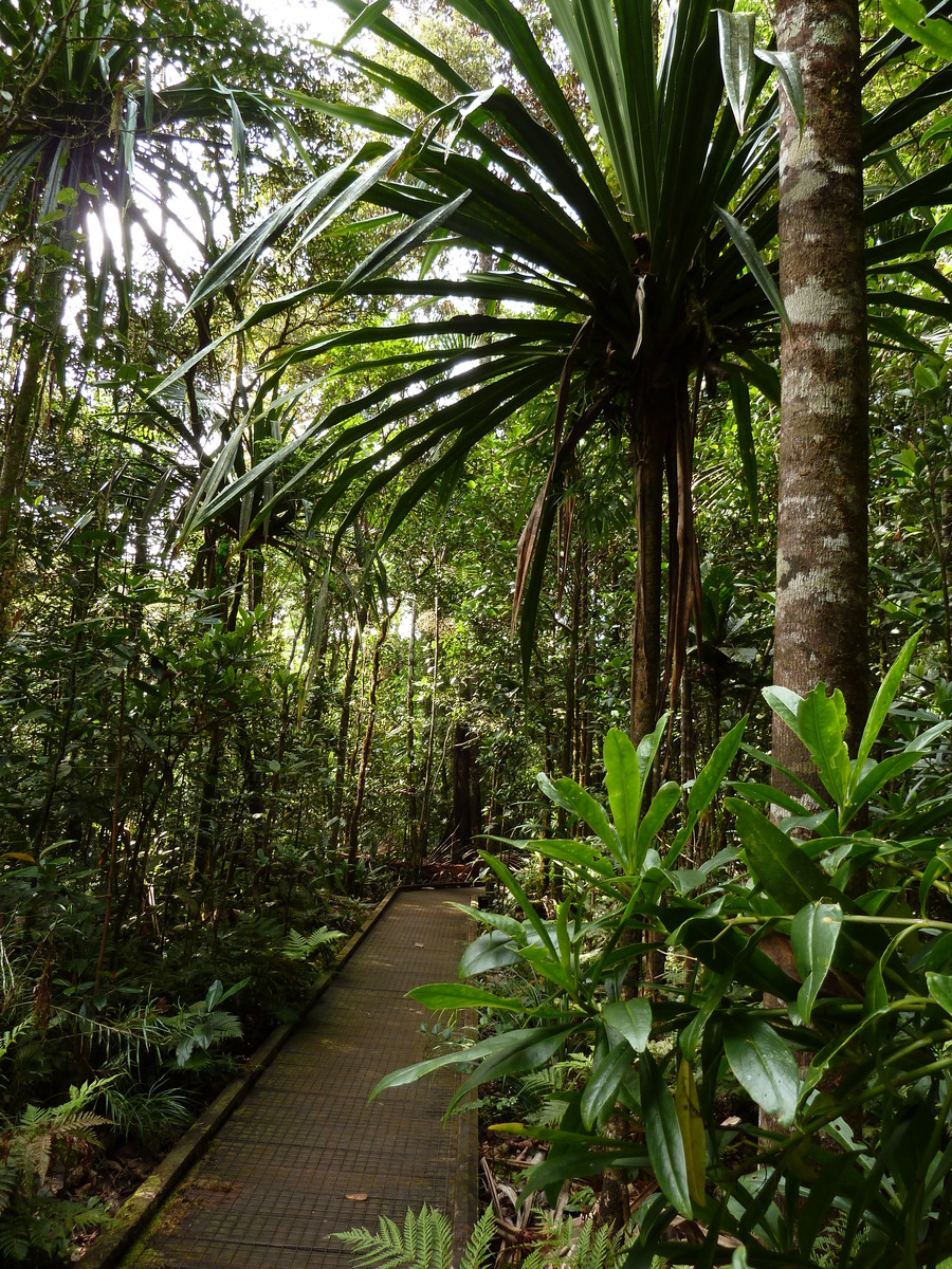 รูปถ่าย นิวแคลิโดเนีย(New Caledonia) อุทยานริเวียร์เบลอ(Parc de la Riviere Bleue) โรงแรมเลอกร็องกาโอรี(Le Grand Kaori) 2010-05 11