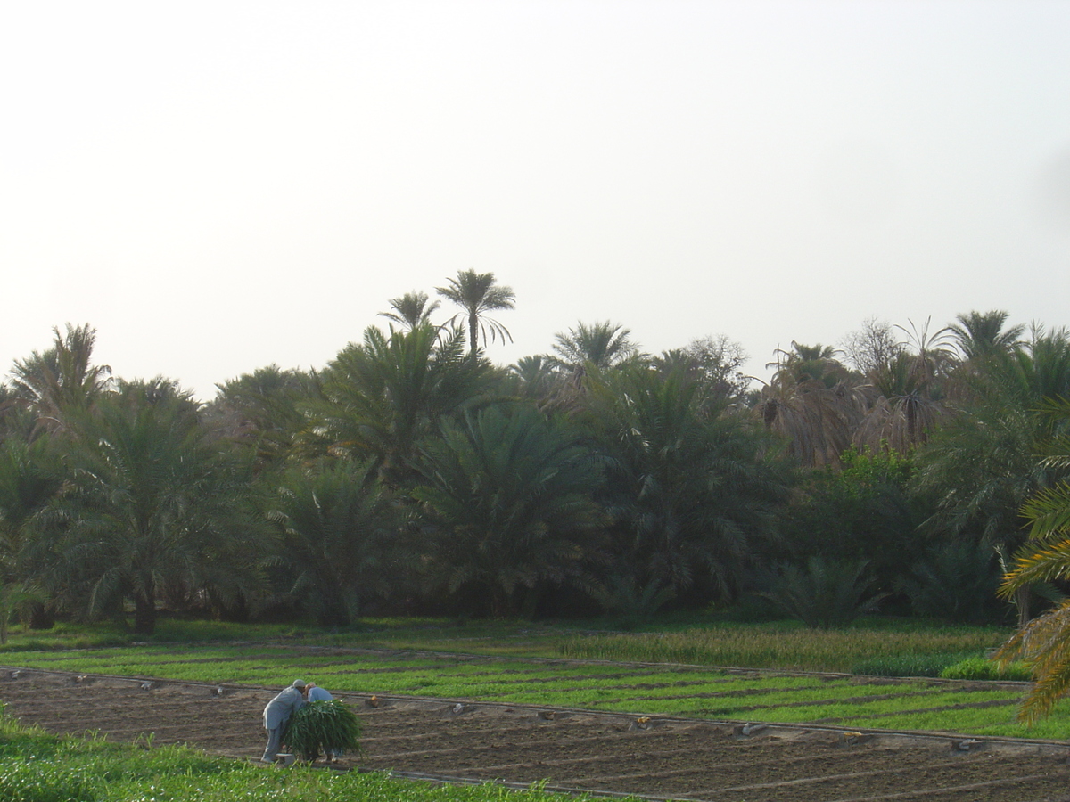 รูปถ่าย โอมาน(Oman) มาฮาดา(Mahada) 2005-03 1