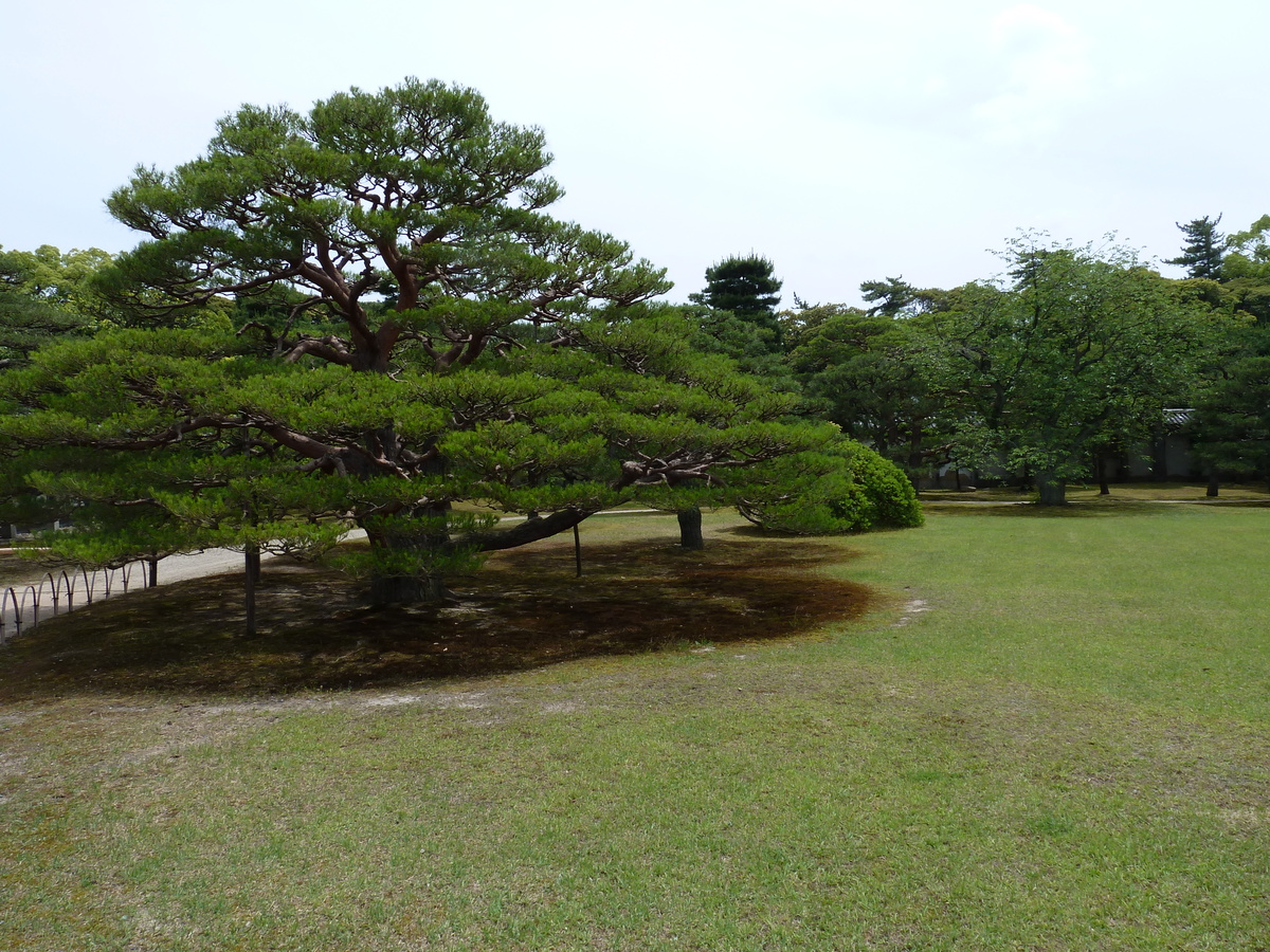 รูปถ่าย ญี่ปุ่น(Japan) เกียวโต(Kyoto) ปราสาทนิโจ(Nijo Castle) 2010-06 64