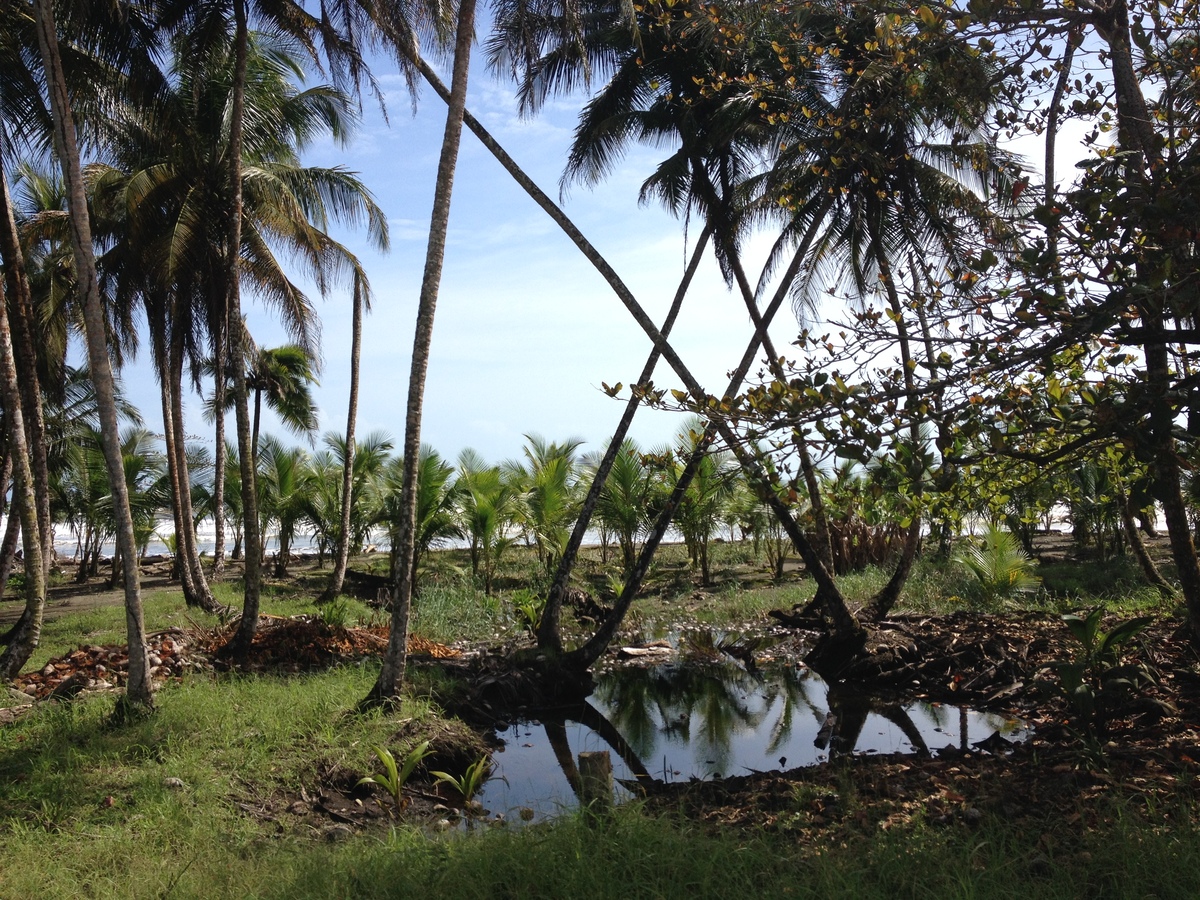 รูปถ่าย คอสตาริกา(Costa Rica) จากลีมอนไปซีกีร์เรส(Limon to Siquirres) 2015-03 38
