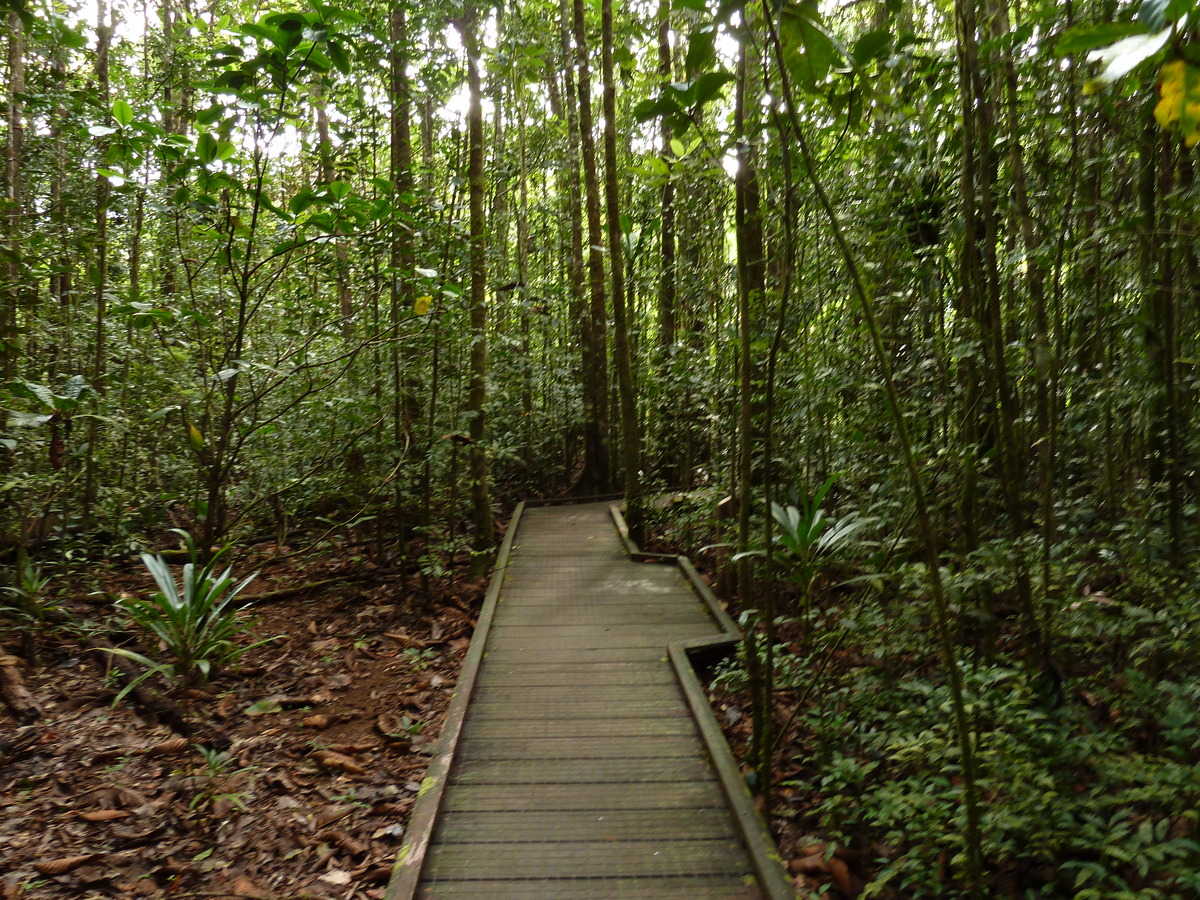 รูปถ่าย นิวแคลิโดเนีย(New Caledonia) อุทยานริเวียร์เบลอ(Parc de la Riviere Bleue) โรงแรมเลอกร็องกาโอรี(Le Grand Kaori) 2010-05 17
