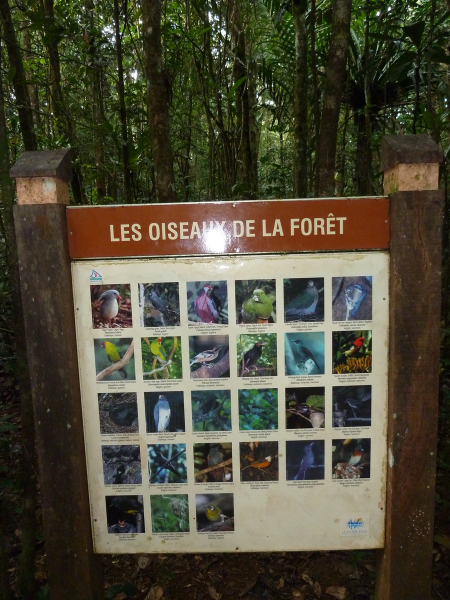รูปถ่าย นิวแคลิโดเนีย(New Caledonia) อุทยานริเวียร์เบลอ(Parc de la Riviere Bleue) โรงแรมเลอกร็องกาโอรี(Le Grand Kaori) 2010-05 26