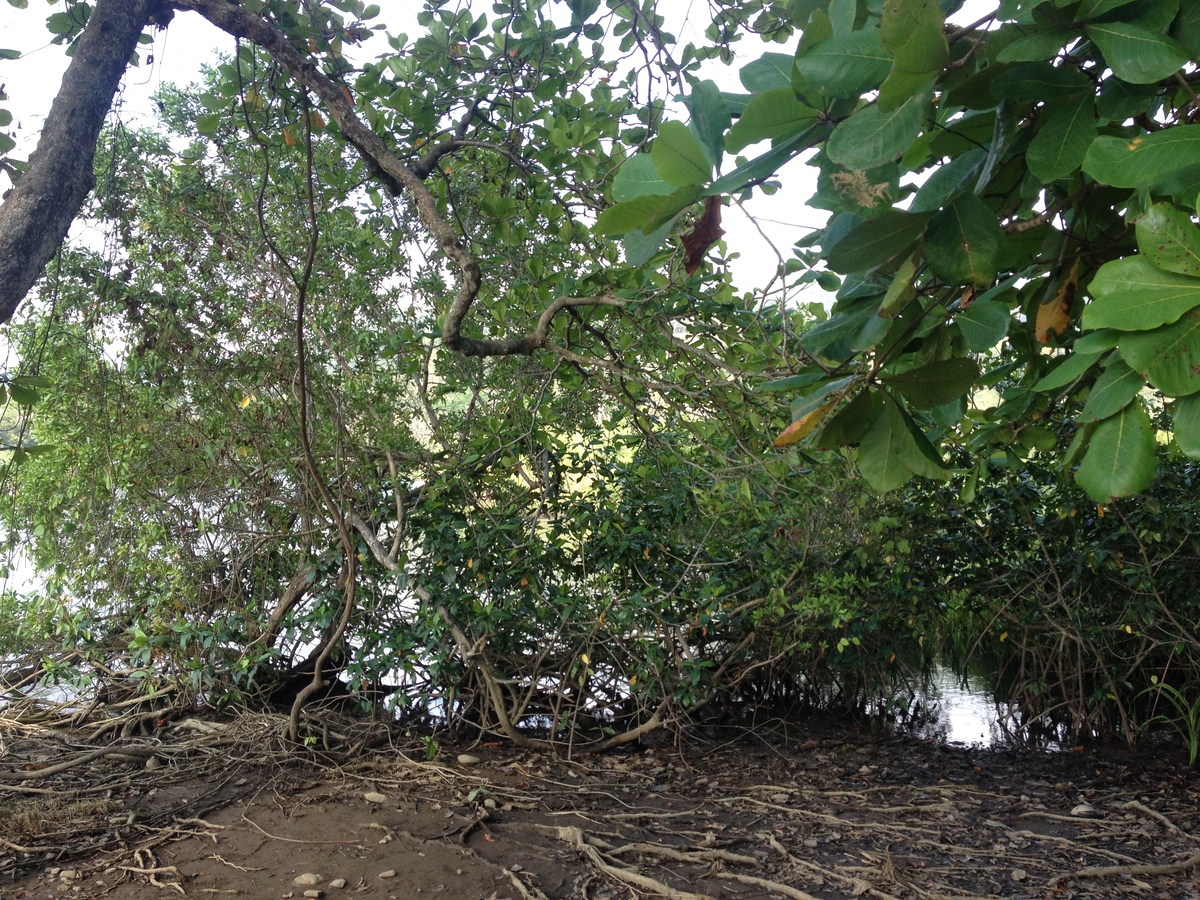 รูปถ่าย คอสตาริกา(Costa Rica) โดมินิกัล(Dominical) 2015-03 91