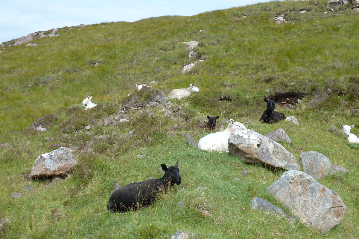 รูปถ่าย อังกฤษ(United Kingdom) สกอตแลนด์(Scotland) แกร์ลอค(Gairloch) 2011-07 52