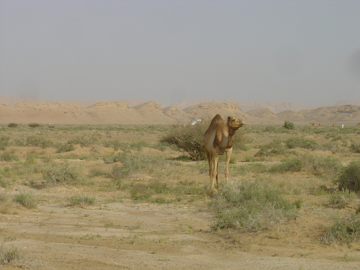 รูปถ่าย โอมาน(Oman) จากบูไมิไปถนนมาฮาดา(Buraimi to Mahada road) 2005-03 40