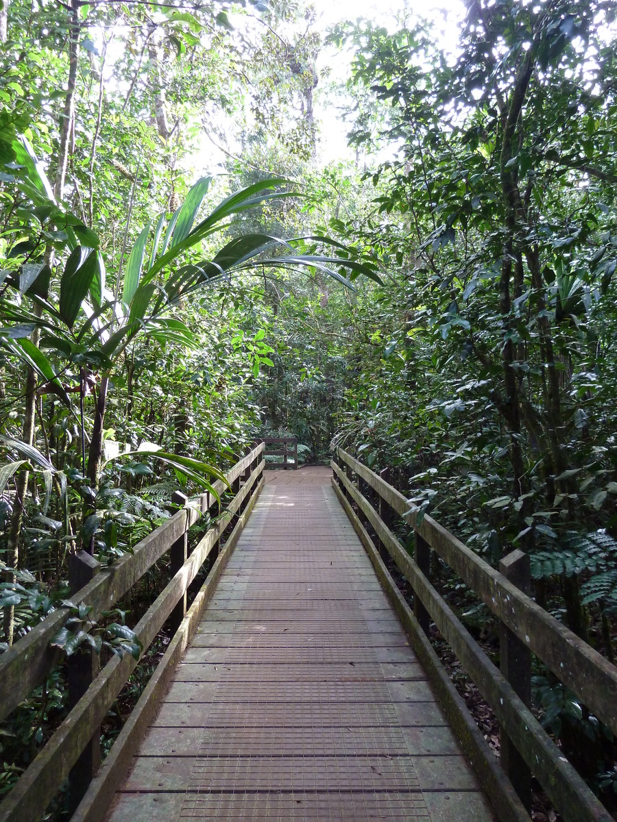 รูปถ่าย นิวแคลิโดเนีย(New Caledonia) อุทยานริเวียร์เบลอ(Parc de la Riviere Bleue) โรงแรมเลอกร็องกาโอรี(Le Grand Kaori) 2010-05 36