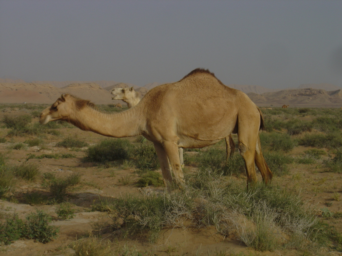 รูปถ่าย โอมาน(Oman) จากบูไมิไปถนนมาฮาดา(Buraimi to Mahada road) 2005-03 31