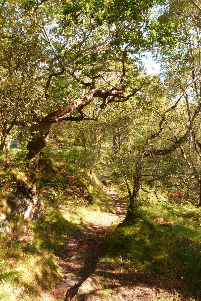 รูปถ่าย อังกฤษ(United Kingdom) สกอตแลนด์(Scotland) เซเลน(Salen) 2011-07 29