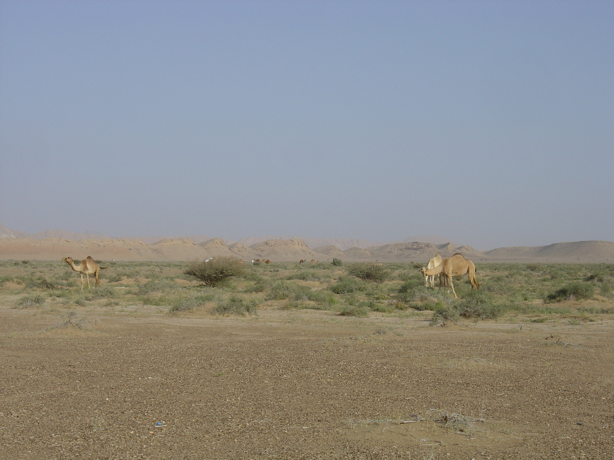 รูปถ่าย โอมาน(Oman) จากบูไมิไปถนนมาฮาดา(Buraimi to Mahada road) 2005-03 34