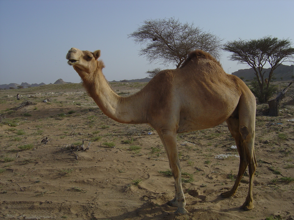 รูปถ่าย โอมาน(Oman) จากบูไมิไปถนนมาฮาดา(Buraimi to Mahada road) 2005-03 39