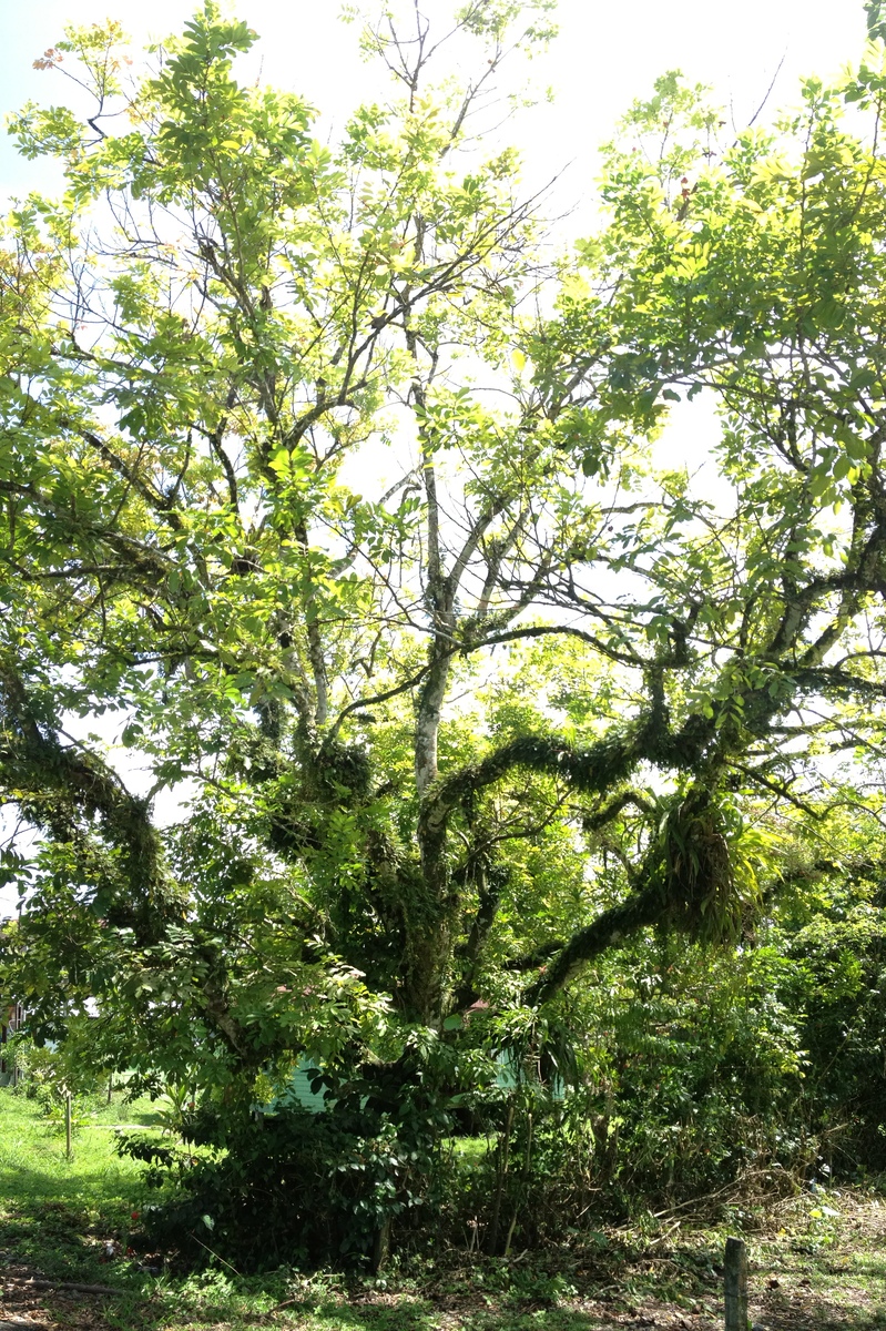 รูปถ่าย คอสตาริกา(Costa Rica) กาอุยตา(Cahuita) 2015-03 231