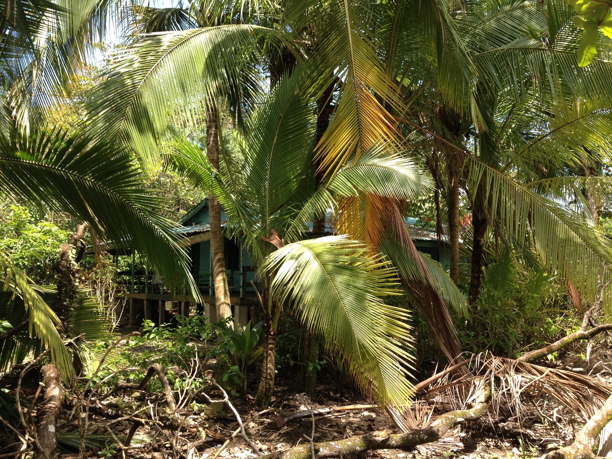 รูปถ่าย คอสตาริกา(Costa Rica) กาอุยตา(Cahuita) 2015-03 256