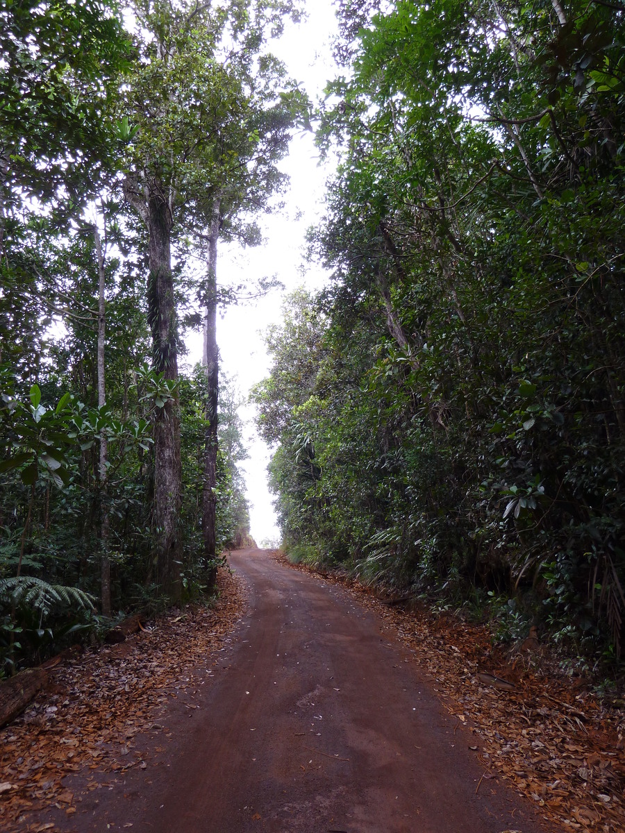 รูปถ่าย นิวแคลิโดเนีย(New Caledonia) อุทยานริเวียร์เบลอ(Parc de la Riviere Bleue) 2010-05 18