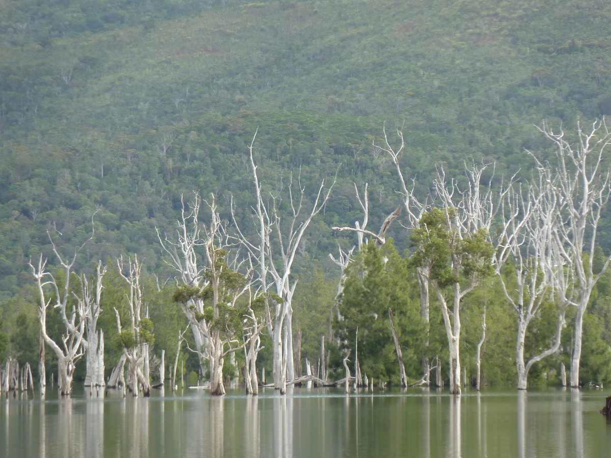 รูปถ่าย นิวแคลิโดเนีย(New Caledonia) อุทยานริเวียร์เบลอ(Parc de la Riviere Bleue) 2010-05 148