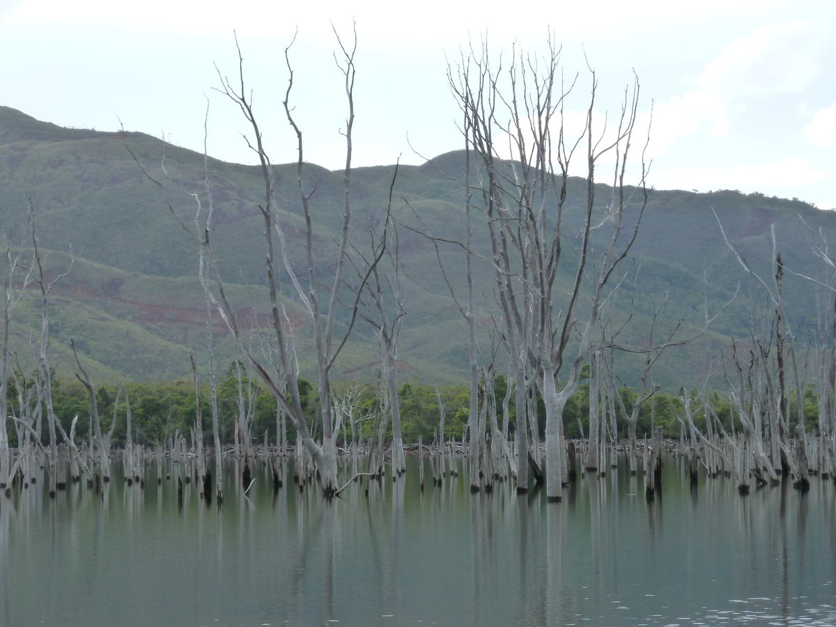 รูปถ่าย นิวแคลิโดเนีย(New Caledonia) อุทยานริเวียร์เบลอ(Parc de la Riviere Bleue) 2010-05 0