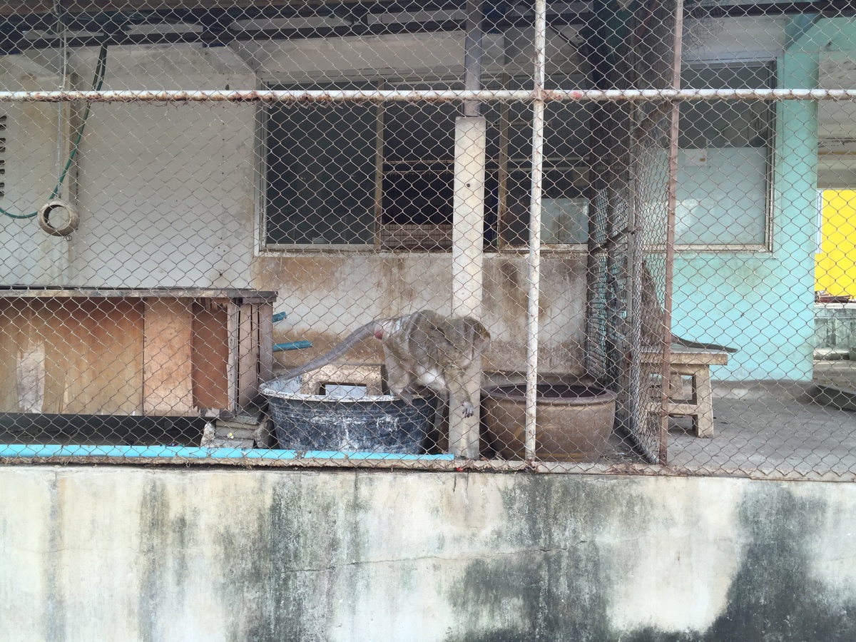 รูปถ่าย ไทย(Thailand) หัวหิน(Hua hin) 2016-01 4