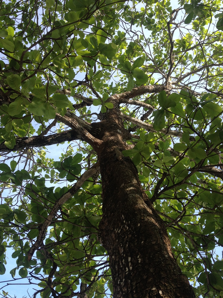 รูปถ่าย คอสตาริกา(Costa Rica) มอนเตซูมา(Montezuma) 2015-03 159