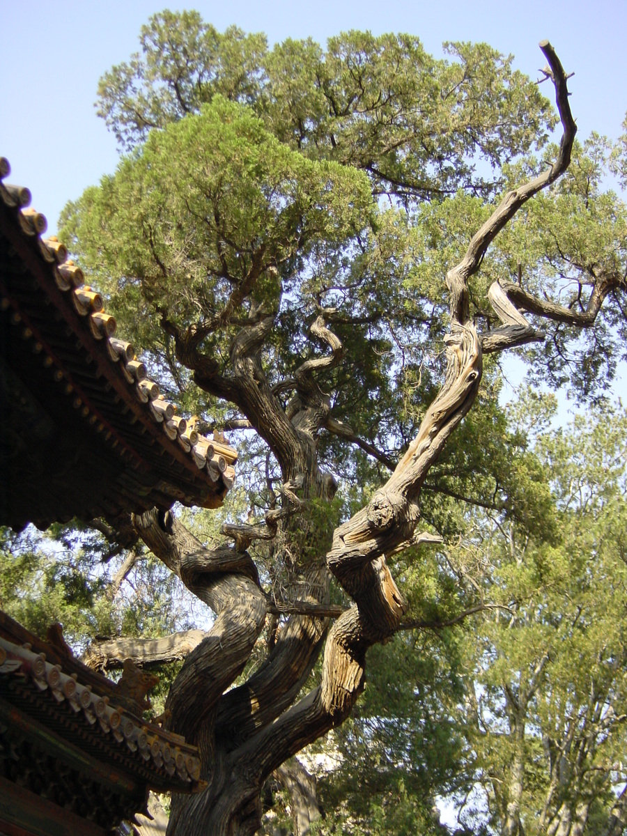 รูปถ่าย จีน(China) ปักกิ่ง(Beijing) พระราชวังต้องห้าม(Forbidden City) 2002-05 161