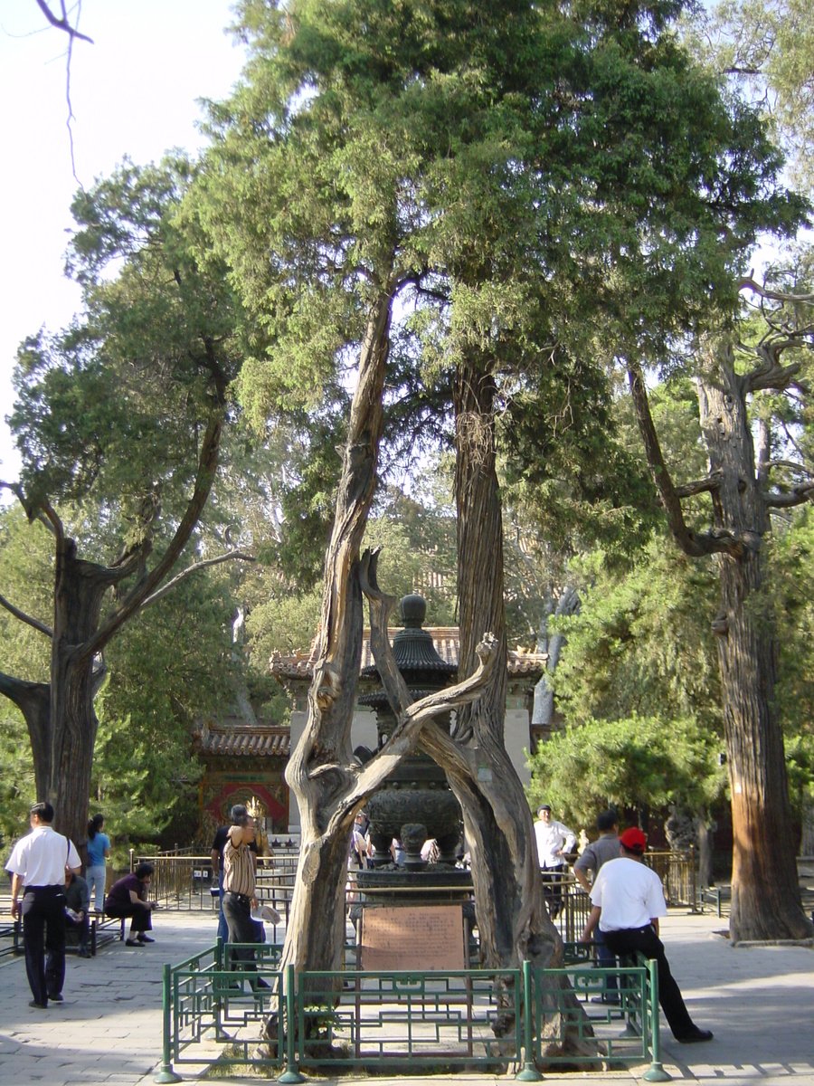 รูปถ่าย จีน(China) ปักกิ่ง(Beijing) พระราชวังต้องห้าม(Forbidden City) 2002-05 199