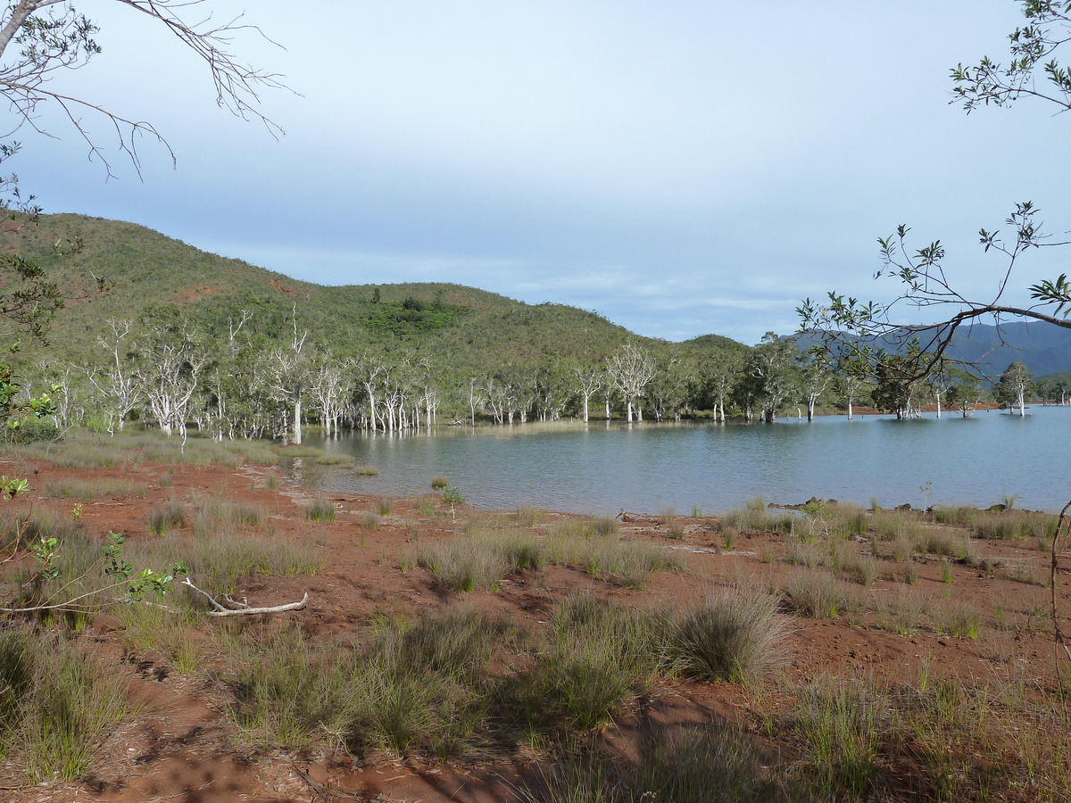 รูปถ่าย นิวแคลิโดเนีย(New Caledonia) อุทยานริเวียร์เบลอ(Parc de la Riviere Bleue) 2010-05 122