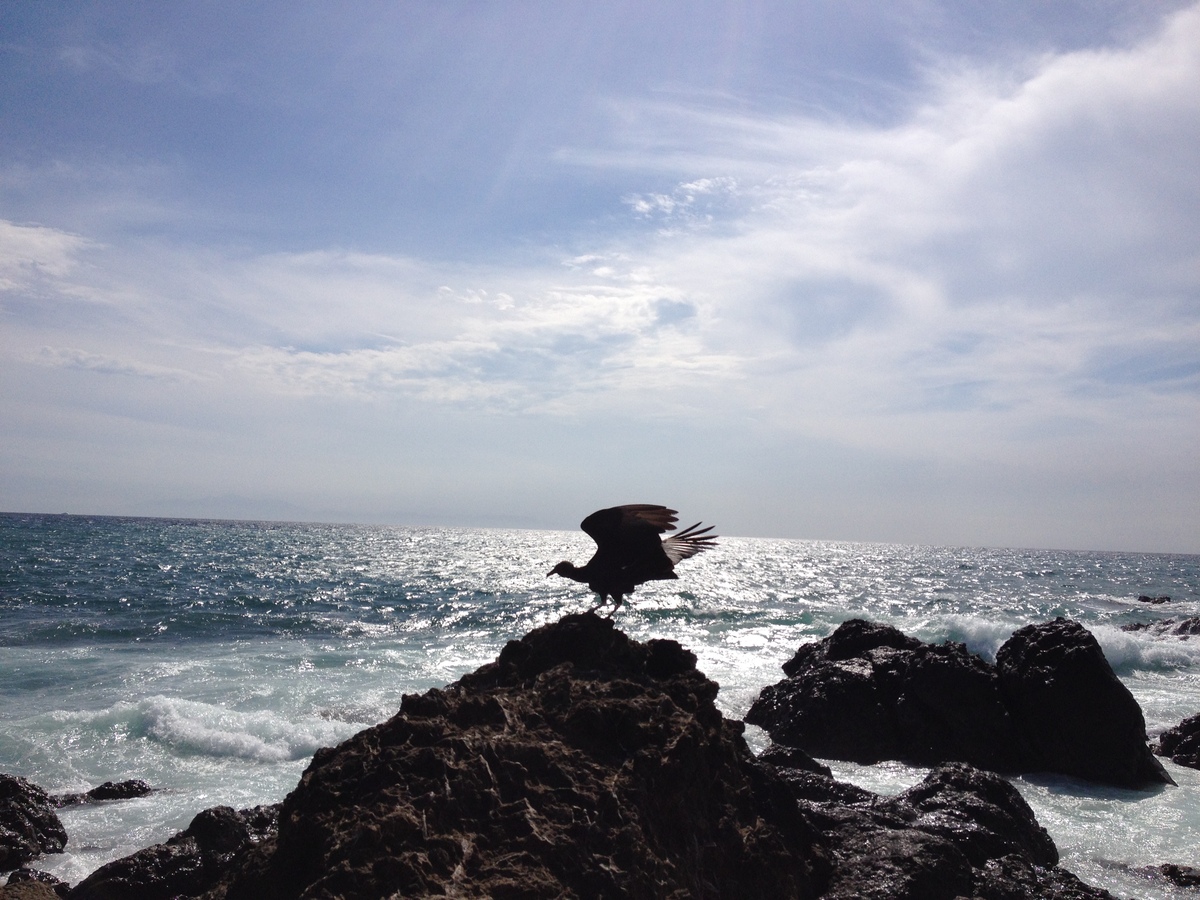 รูปถ่าย คอสตาริกา(Costa Rica) มอนเตซูมา(Montezuma) 2015-03 583