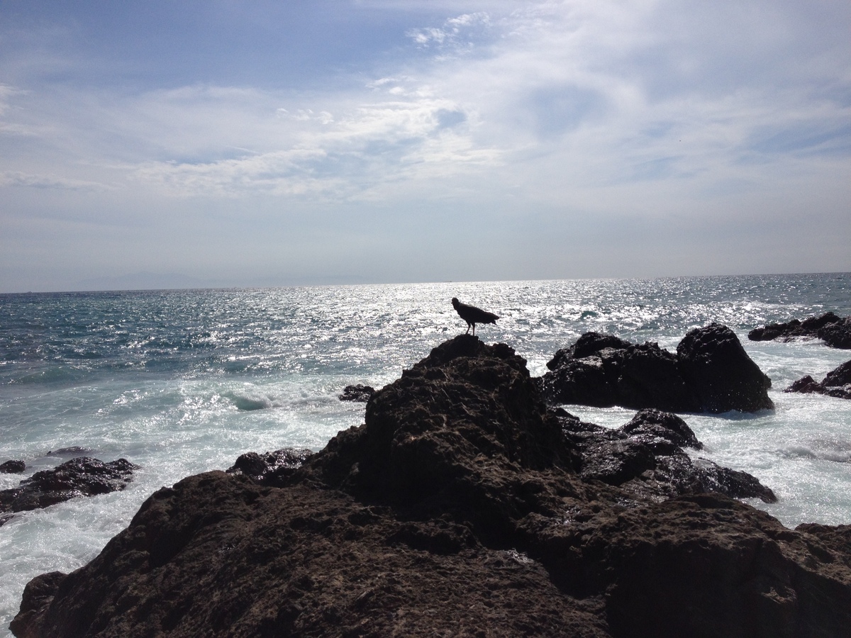 รูปถ่าย คอสตาริกา(Costa Rica) มอนเตซูมา(Montezuma) 2015-03 573