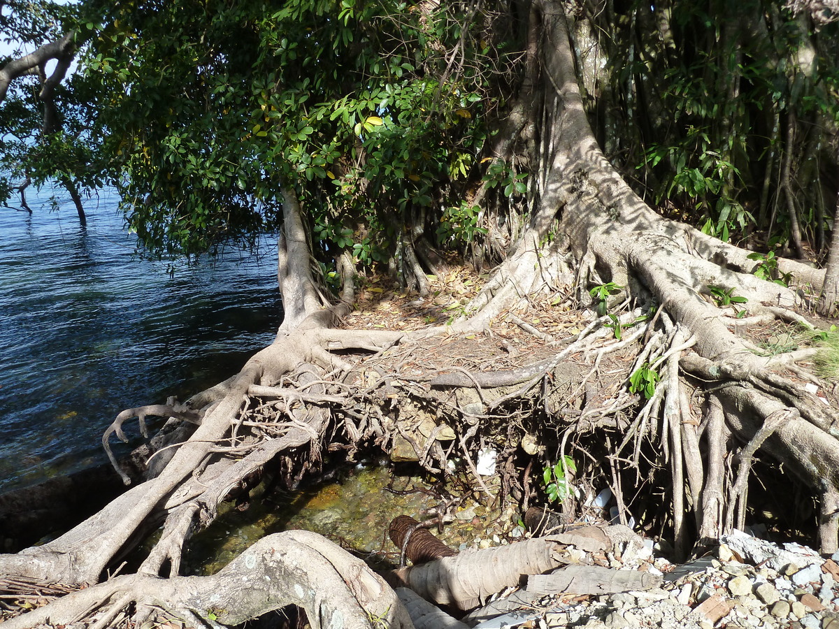 รูปถ่าย ไทย(Thailand) เกาะช้าง(Ko Chang) 2011-12 0