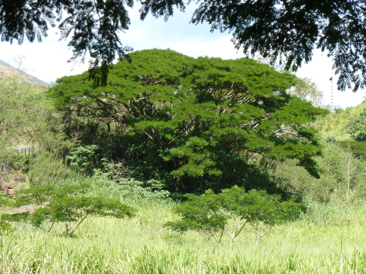 รูปถ่าย นิวแคลิโดเนีย(New Caledonia) ทีโอ(Thio) 2010-05 51