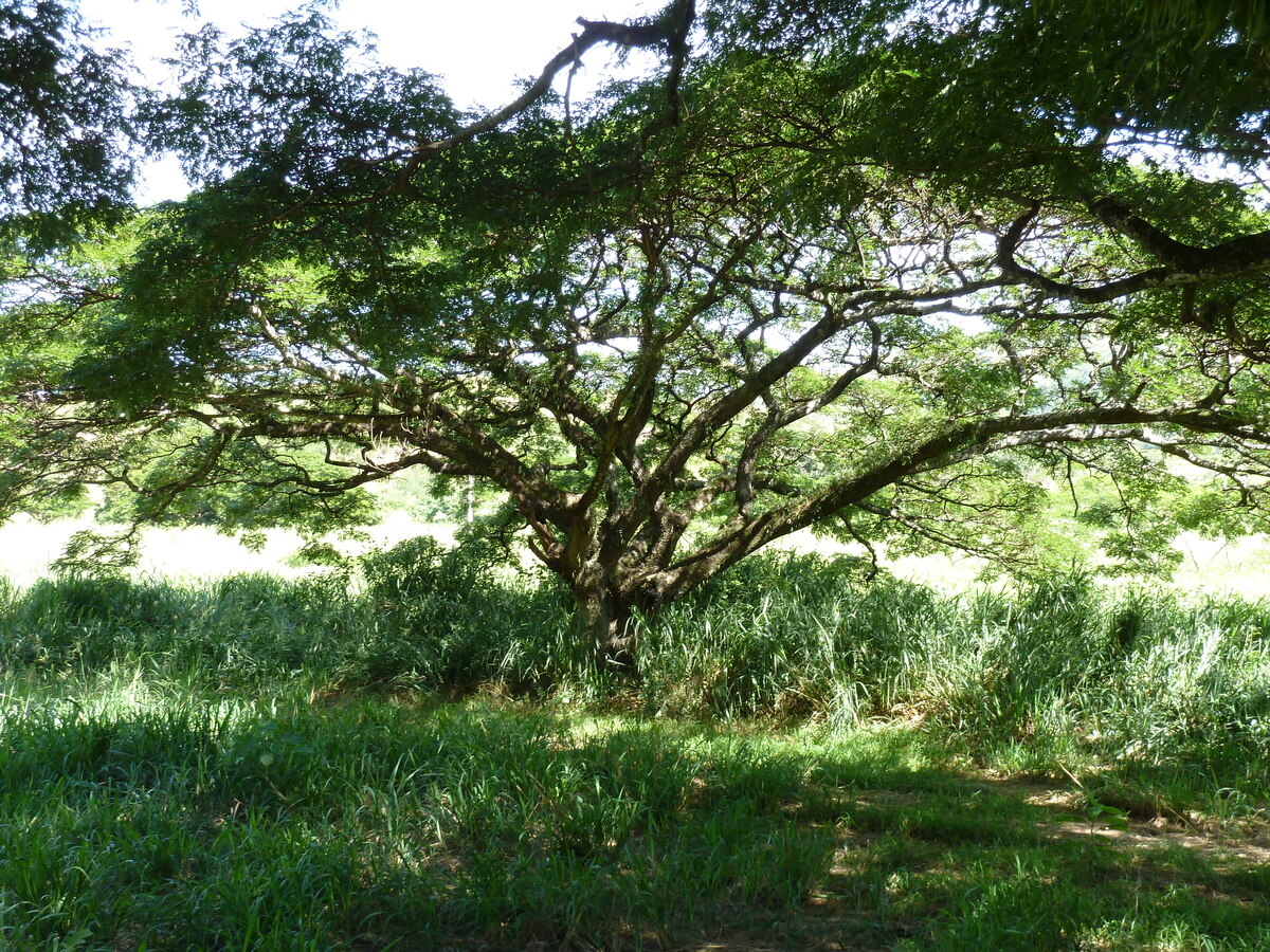 รูปถ่าย นิวแคลิโดเนีย(New Caledonia) ทีโอ(Thio) 2010-05 53