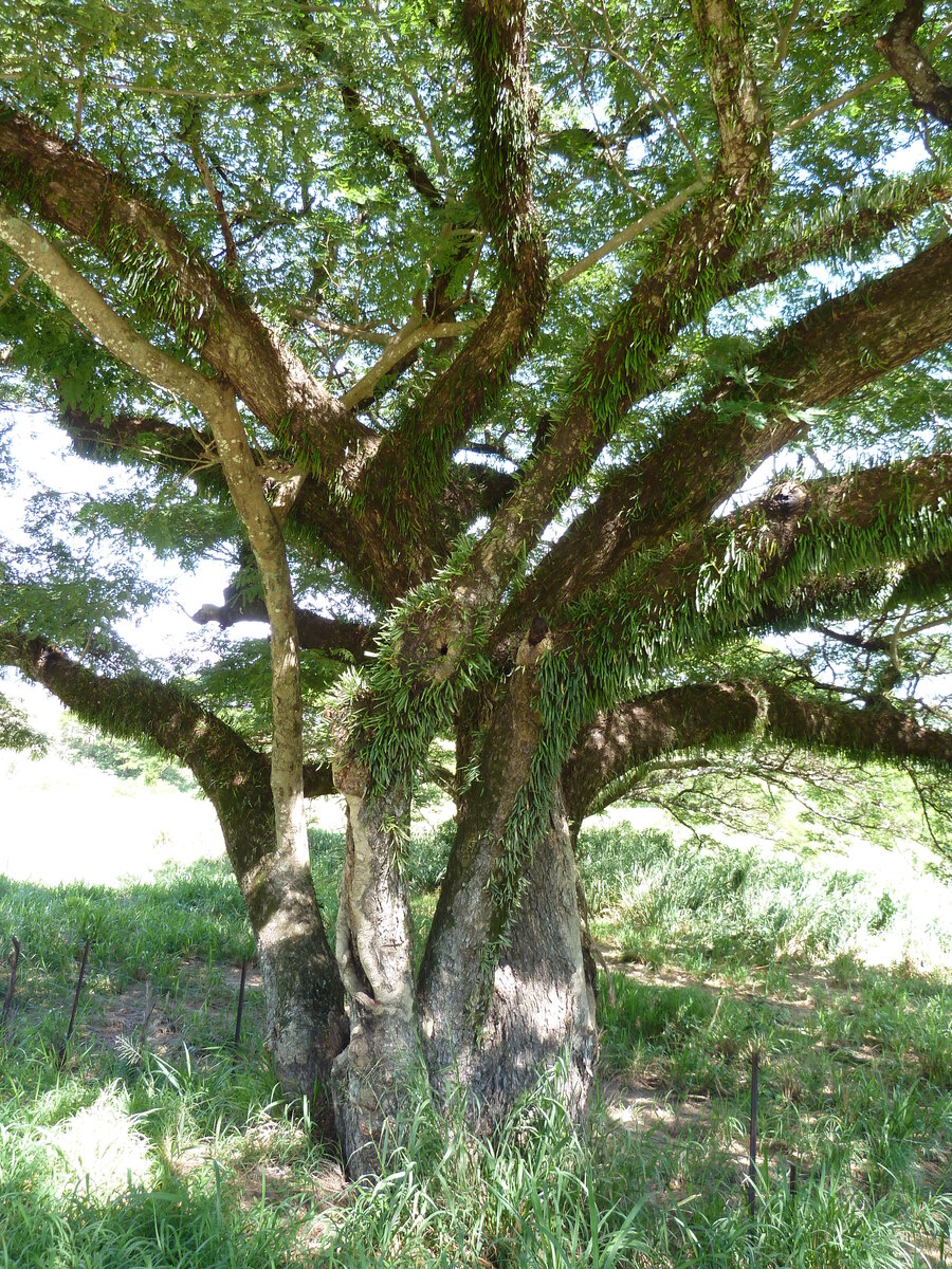 รูปถ่าย นิวแคลิโดเนีย(New Caledonia) ทีโอ(Thio) 2010-05 54