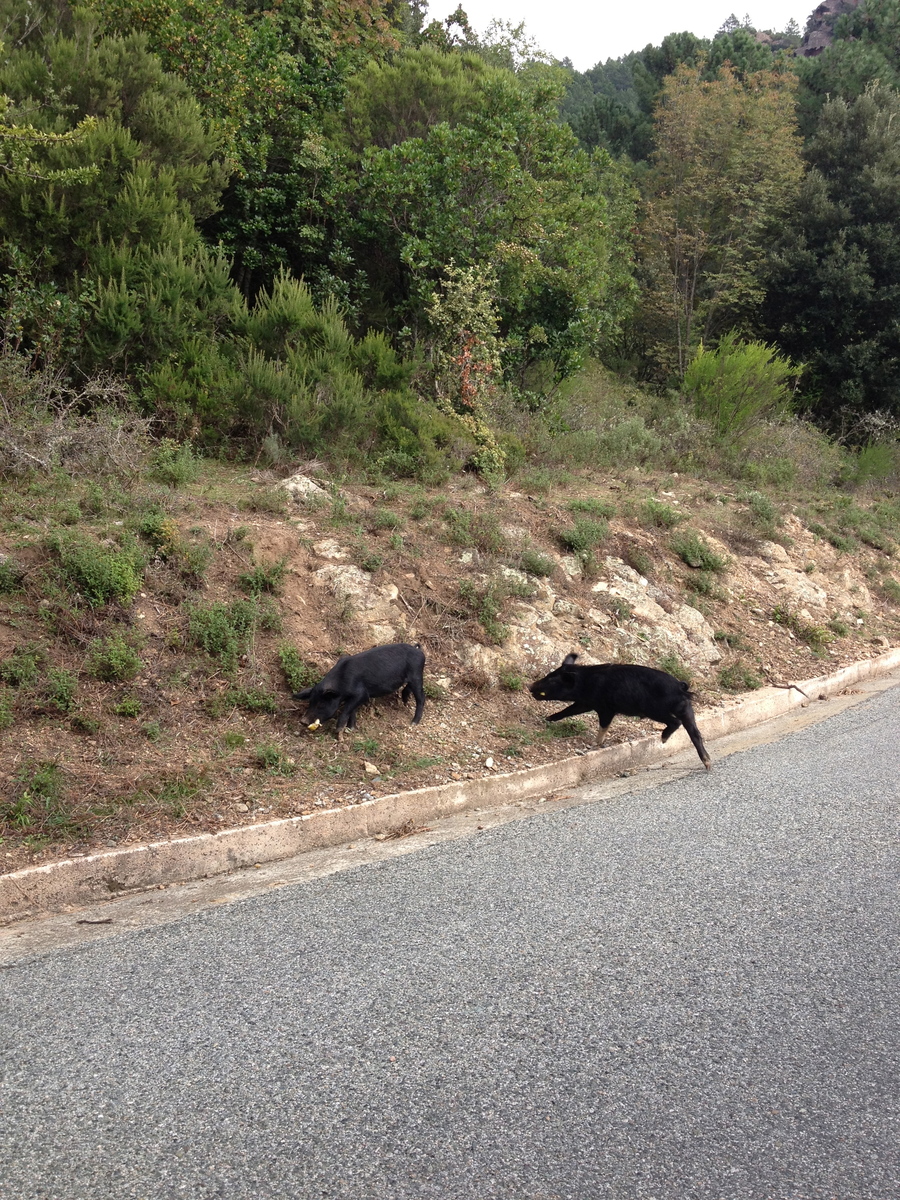รูปถ่าย ฝรั่งเศส(France) คอร์สิคา(Corsica) โซเลนซารา(Solenzara) 2012-09 2
