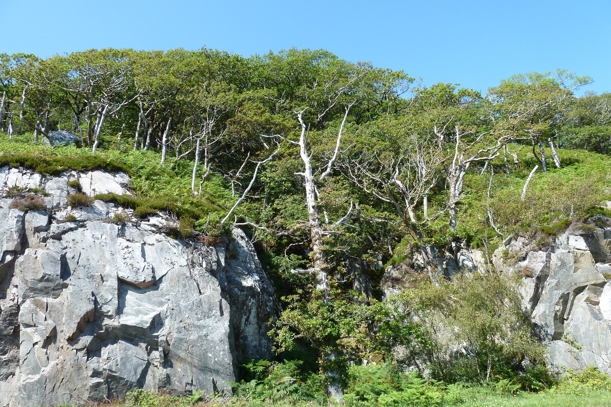 รูปถ่าย อังกฤษ(United Kingdom) สกอตแลนด์(Scotland) เซเลน(Salen) 2011-07 90