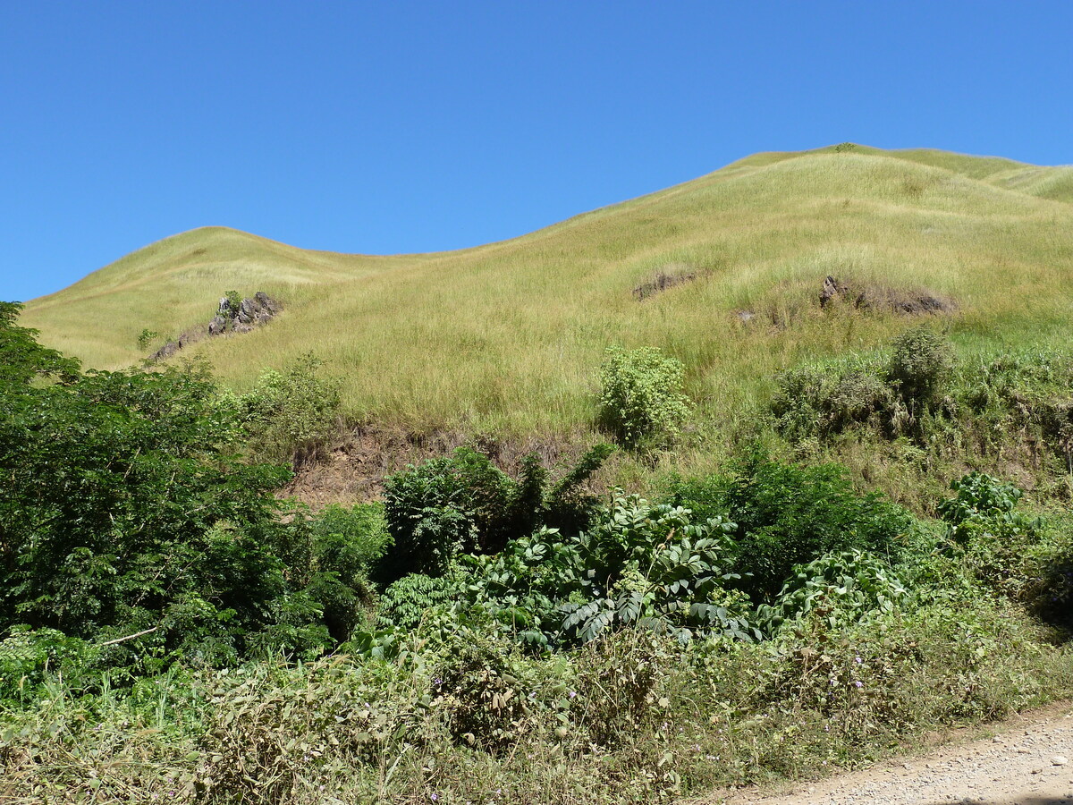 รูปถ่าย ฟิจิ(Fiji) แม่น้ำซิงกาโตกา(Sigatoka river) 2010-05 37