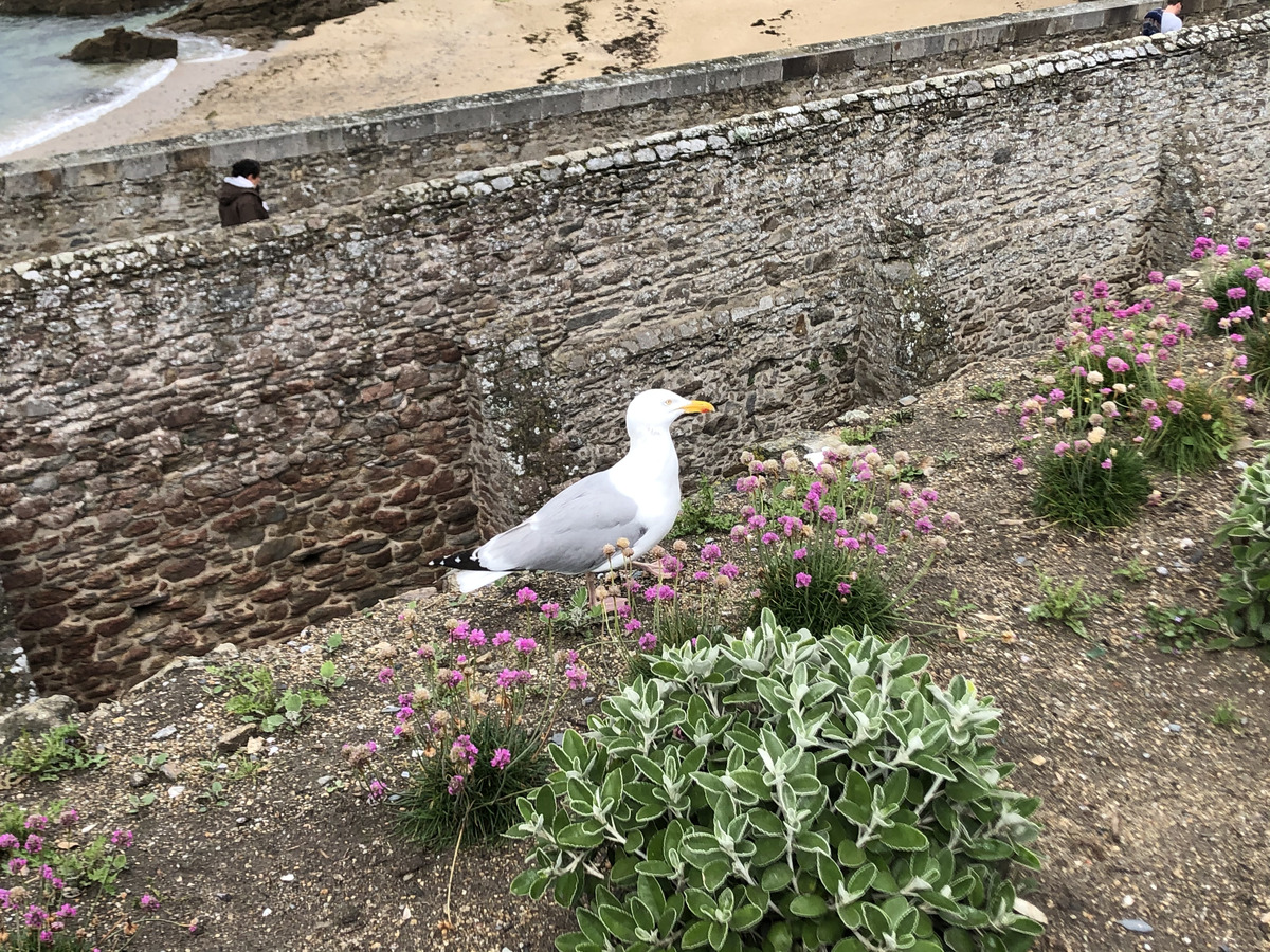 รูปถ่าย ฝรั่งเศส(France) แซ็งมาโล(St Malo) 2020-06 30