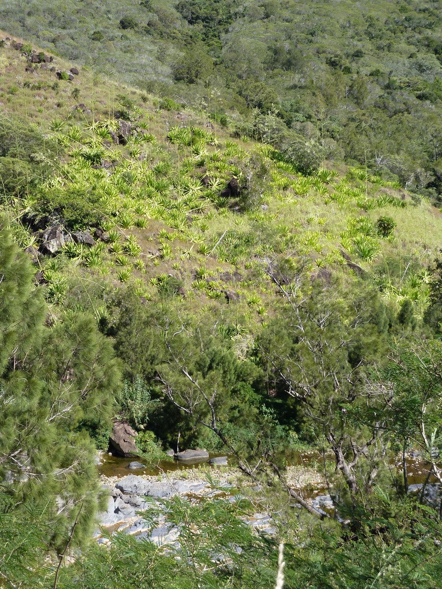 รูปถ่าย นิวแคลิโดเนีย(New Caledonia) ถนนจากตงตูตาไปทีโอ(Tontouta to Thio road) 2010-05 19