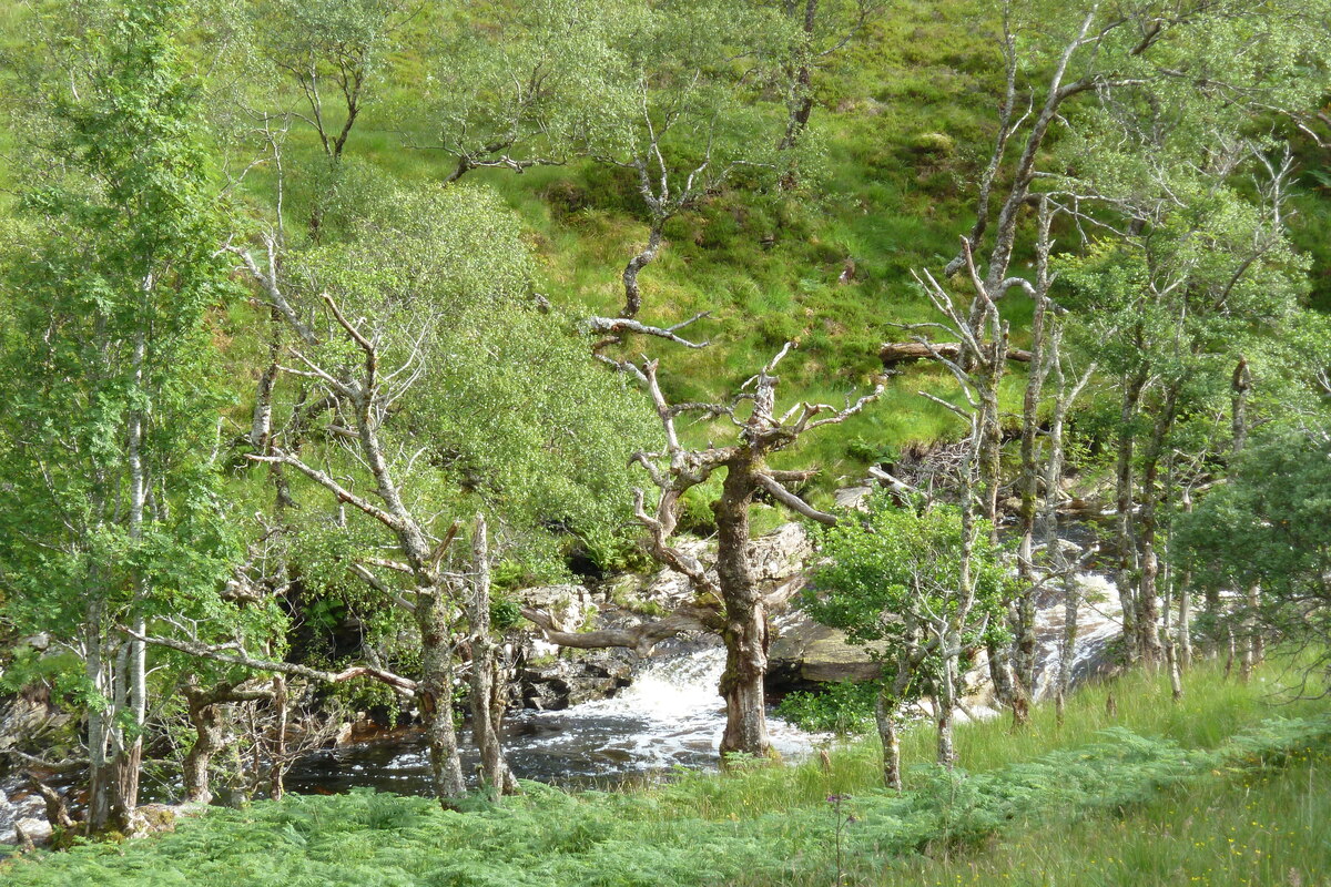 รูปถ่าย อังกฤษ(United Kingdom) เวสเตอร์รอสส์(Wester Ross) 2011-07 151