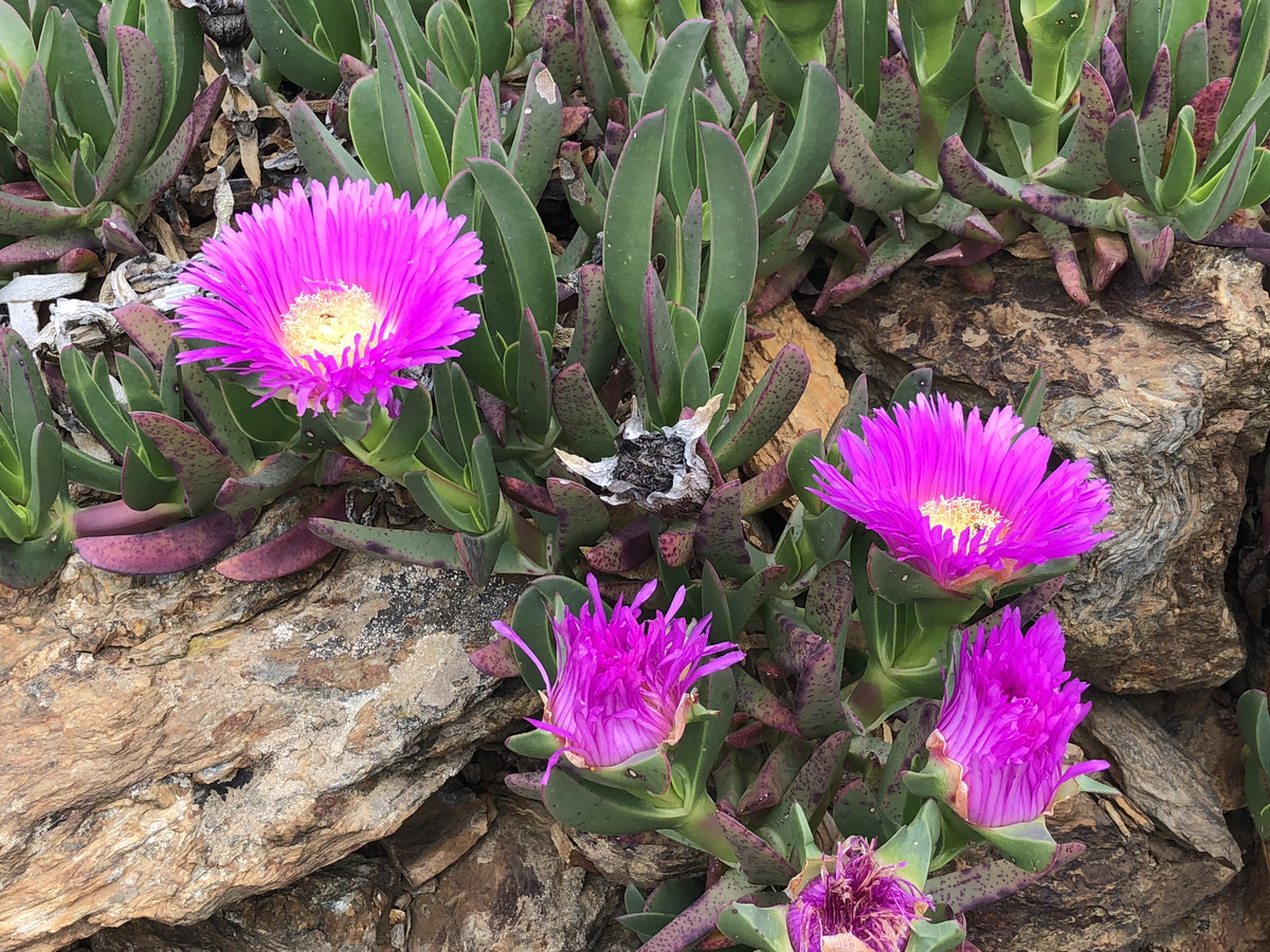 รูปถ่าย ฝรั่งเศส(France) กอลียูร์(Collioure) 2018-04 333
