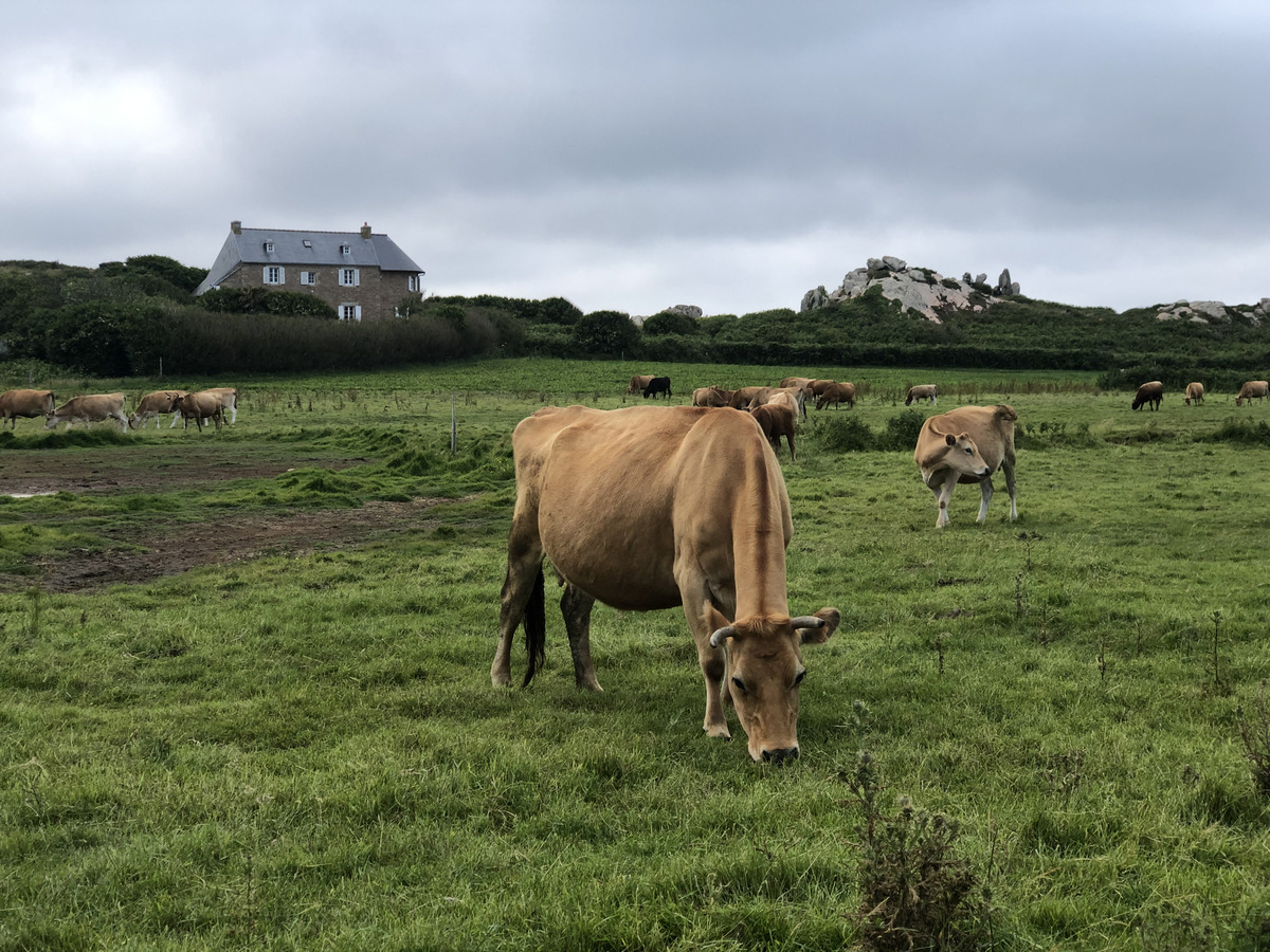 รูปถ่าย ฝรั่งเศส(France) เกาะเบรอา(Brehat Island) 2020-06 24