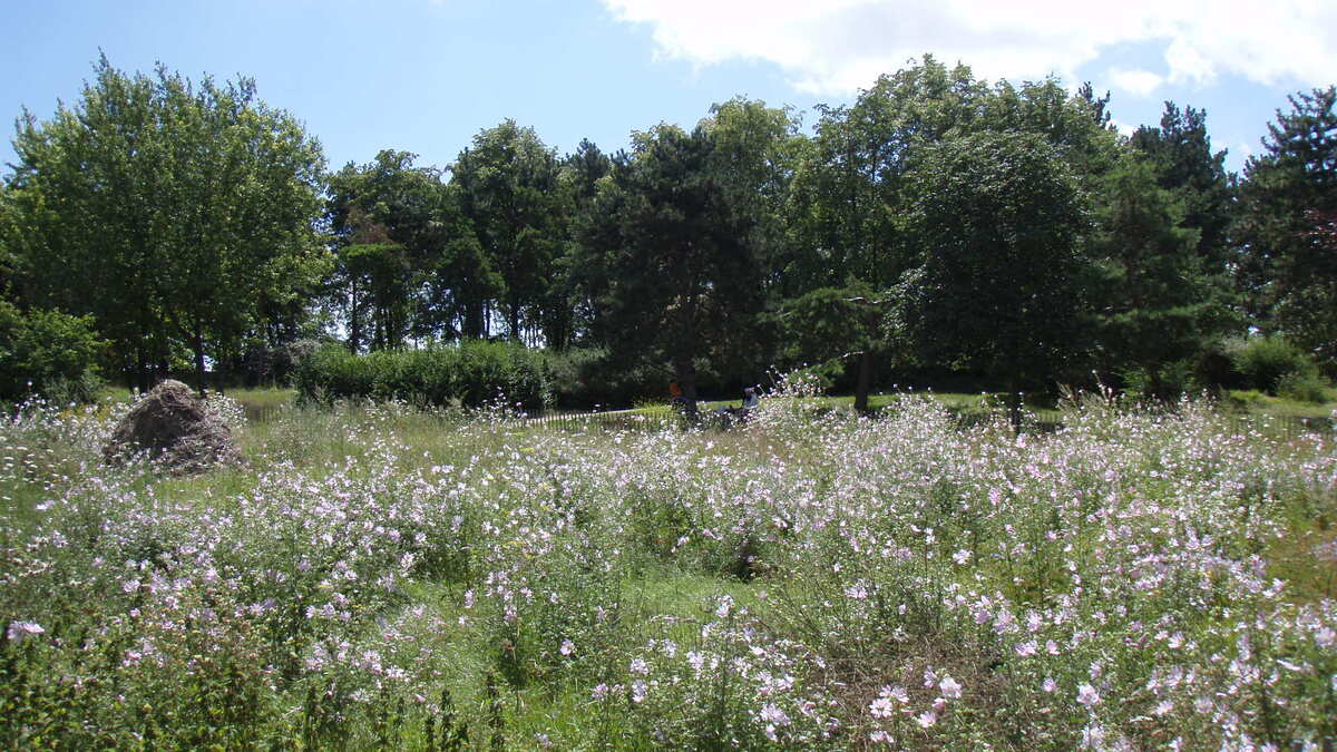 รูปถ่าย ฝรั่งเศส(France) โคลอมบ์(Colombes) เกาะมาร็องต์(L'ile Marrante) 2007-07 31