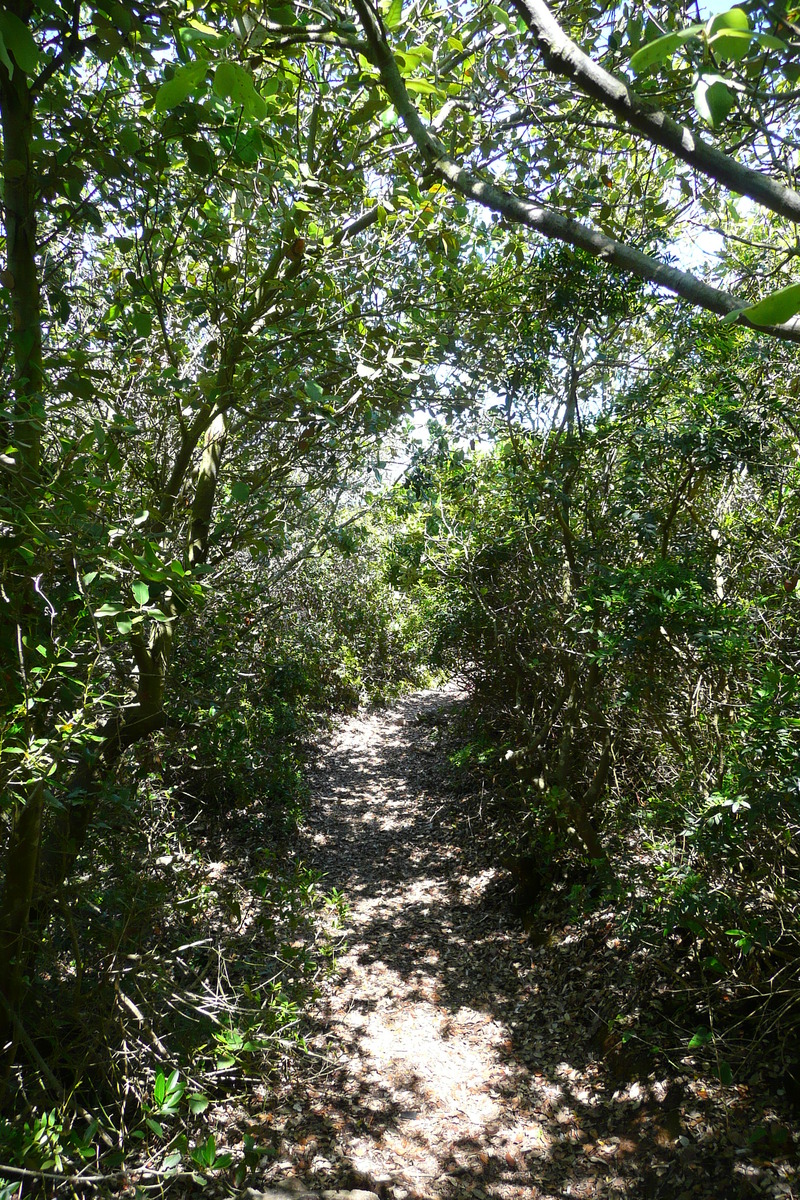 รูปถ่าย ฝรั่งเศส(France) เกาะปอร์เกอรอล(Porquerolles Island) แหลมเลอแก็ง(Pointe du Lequin) 2008-05 47