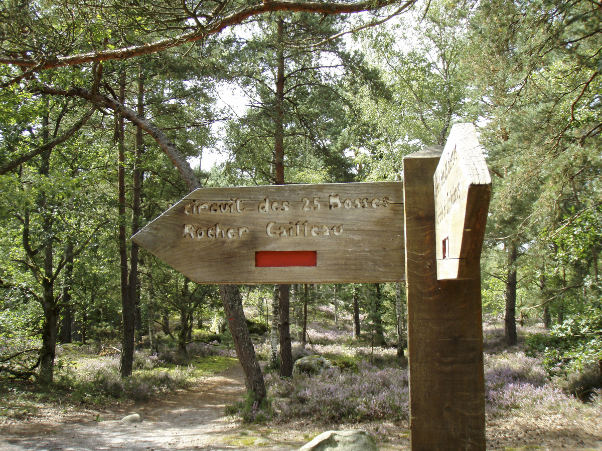รูปถ่าย ฝรั่งเศส(France) ฟงเทนโบล(Fontainebleau) ทัวร์ป่า(Circuit des 25 bosses) 2007-08 159