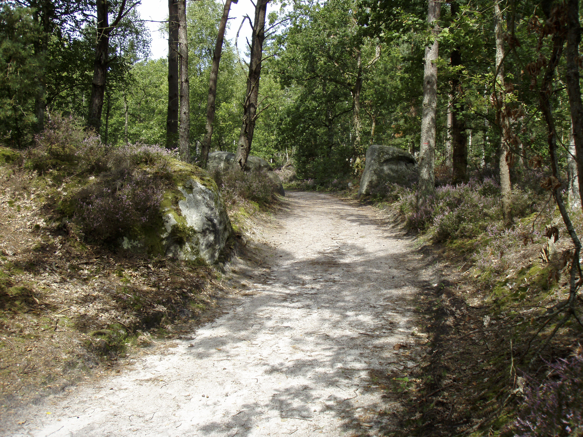 รูปถ่าย ฝรั่งเศส(France) ฟงเทนโบล(Fontainebleau) ทัวร์ป่า(Circuit des 25 bosses) 2007-08 174