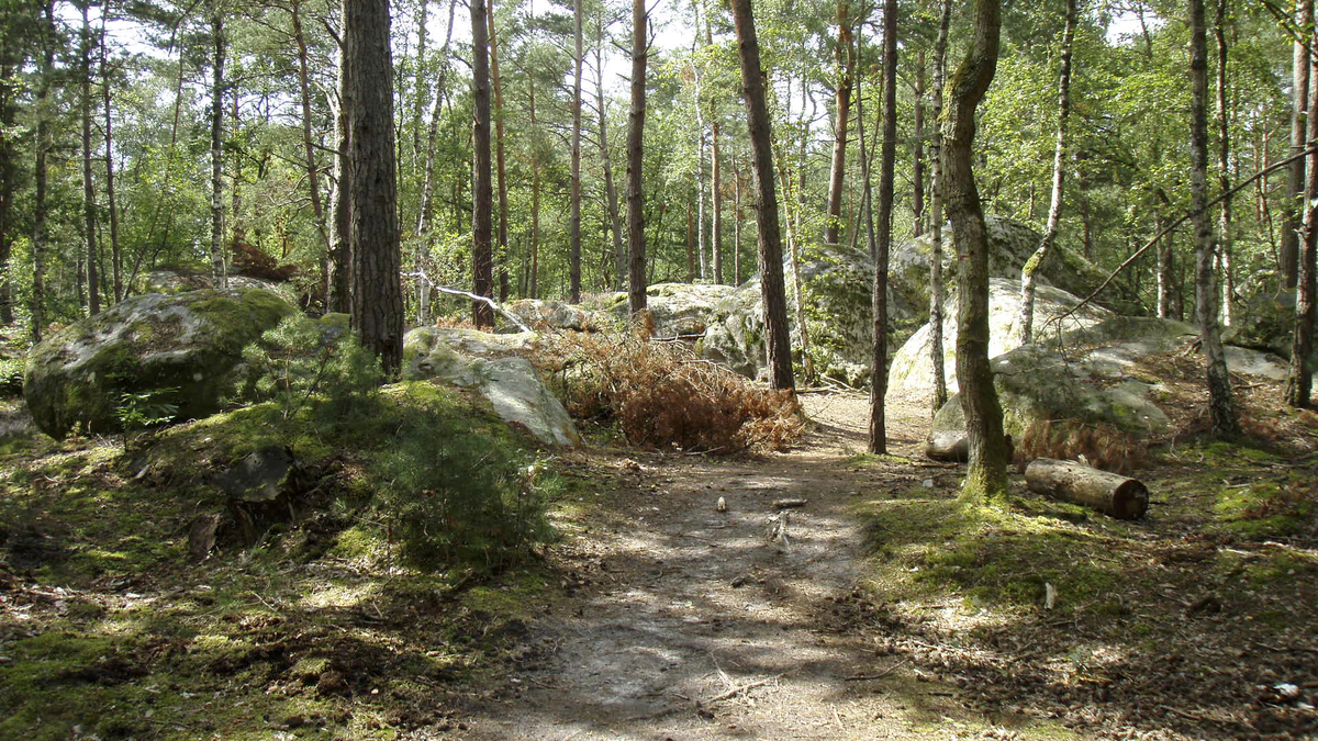 รูปถ่าย ฝรั่งเศส(France) ฟงเทนโบล(Fontainebleau) ทัวร์ป่า(Circuit des 25 bosses) 2007-08 181