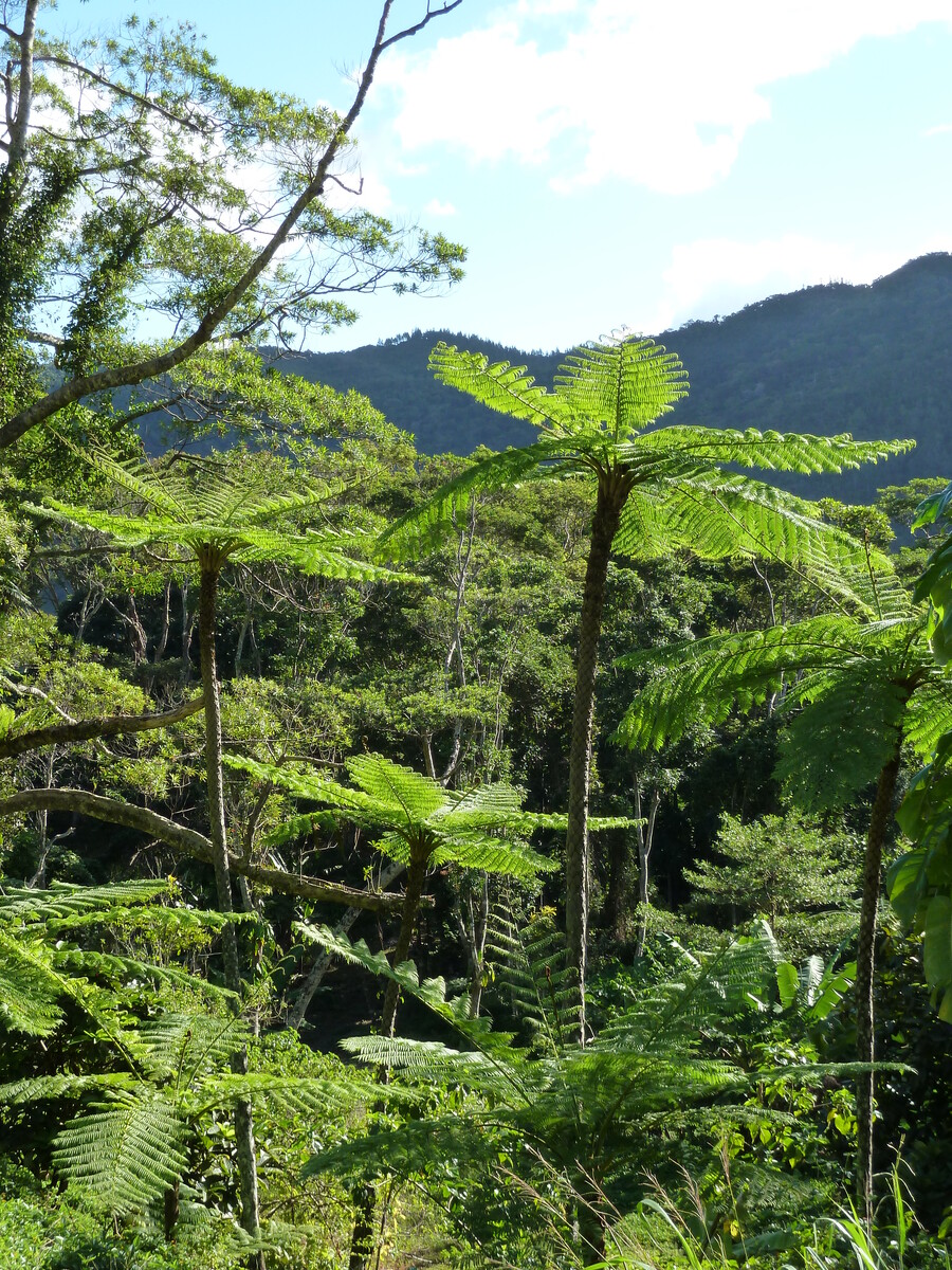 รูปถ่าย นิวแคลิโดเนีย(New Caledonia) ถนนจากกานาลาไปลาฟัว(Canala to La Foa road) 2010-05 59