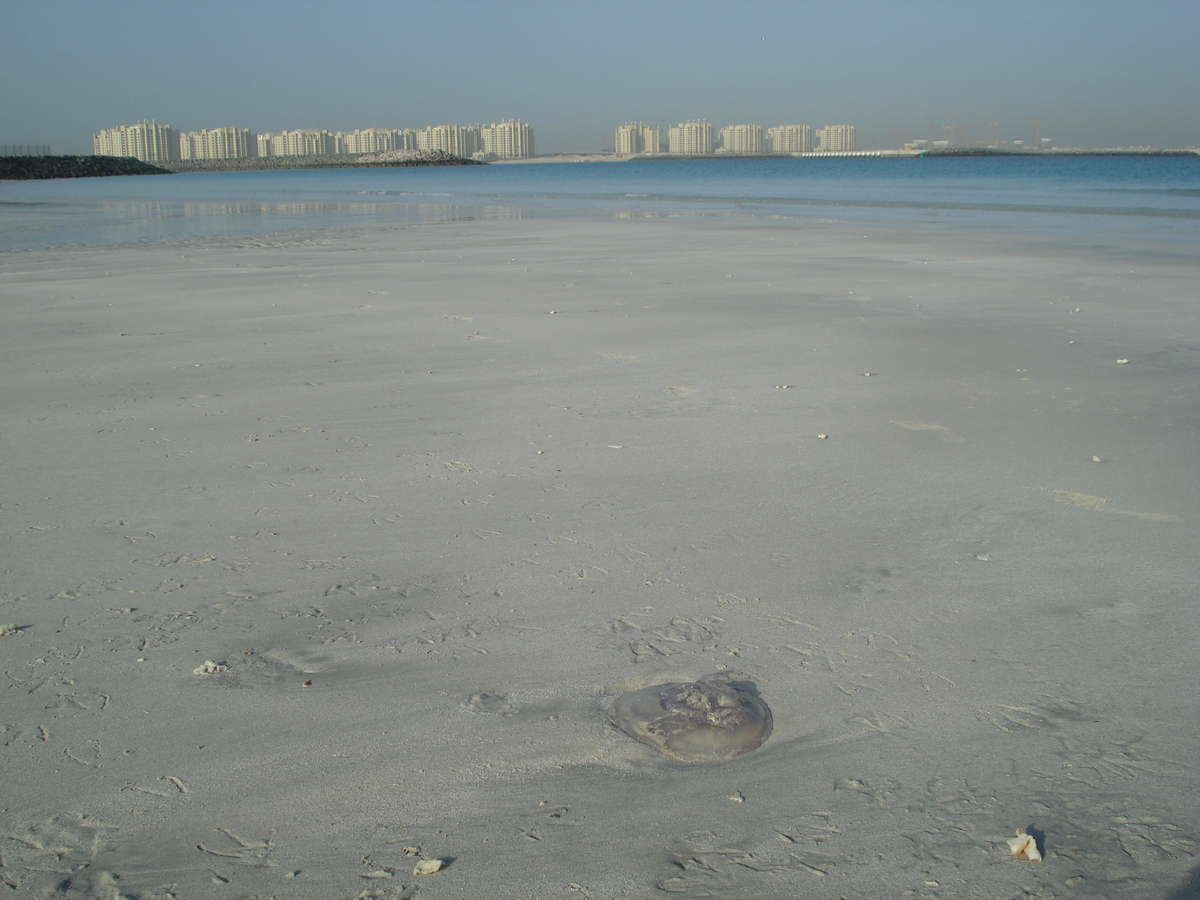 รูปถ่าย สหรัฐอาหรับเอมิเรตส์(United Arab Emirates) ดูไบ(Dubai) หาดจุมัยเราะห์(Jumeirah Beach) 2007-03 16