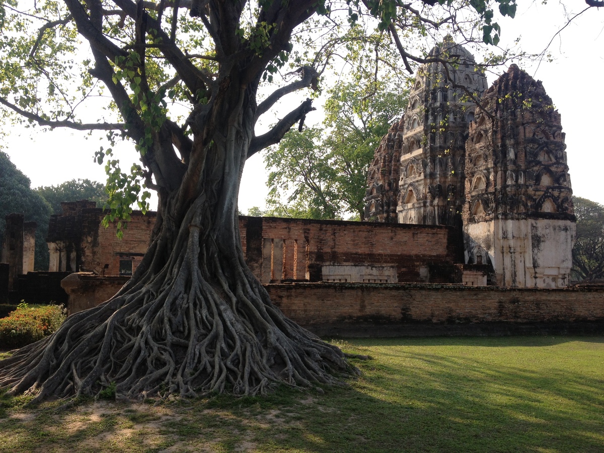 รูปถ่าย ไทย(Thailand) สุโขทัย(Sukhothai) 2014-02 30